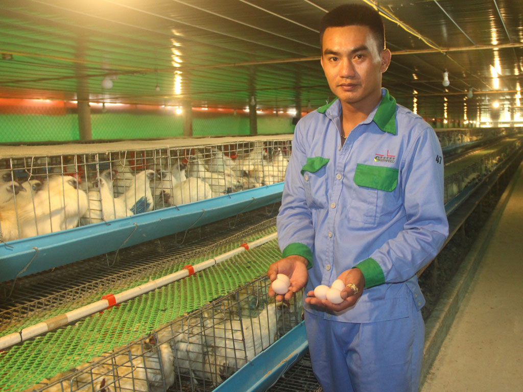 Hợp tác nuôi gà đẻ giúp nông dân thu tiền tỷ