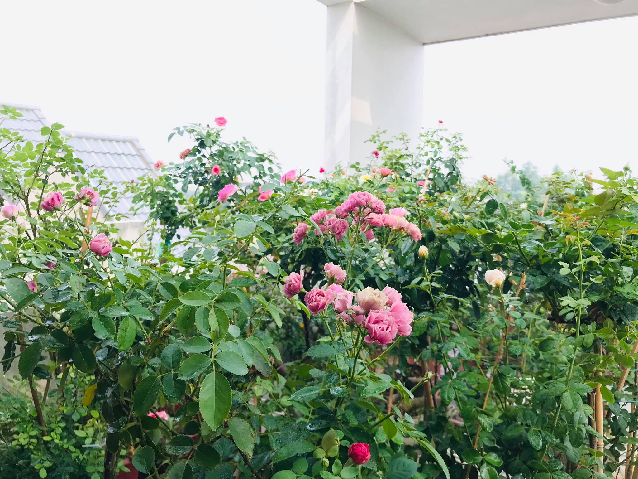Vườn hồng trên sân thượng với những bông hoa \'siêu to khổng lồ ...