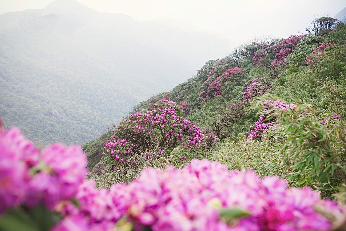 Ngất ngây, say đắm với rừng hoa đỗ quyên trên đỉnh núi tháng 4