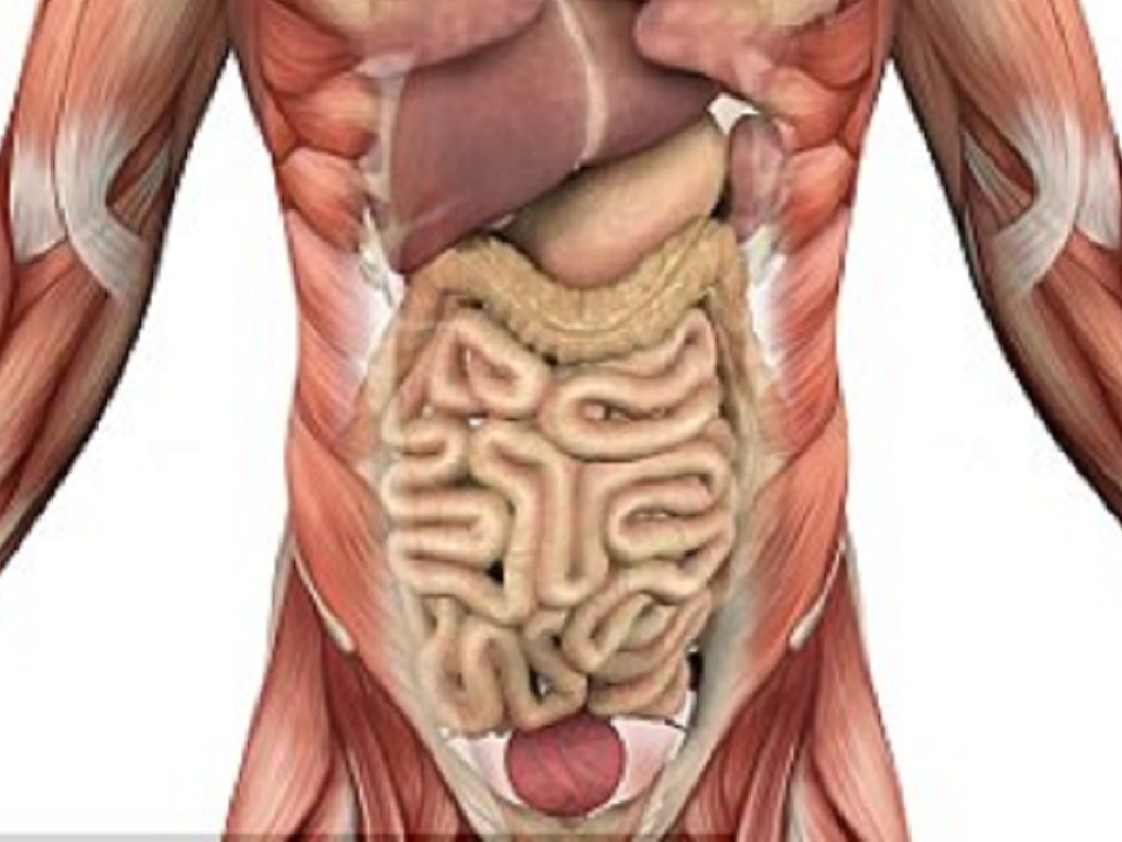 Mô hình giải phẫu nội tạng cơ thể người nữ 85cm