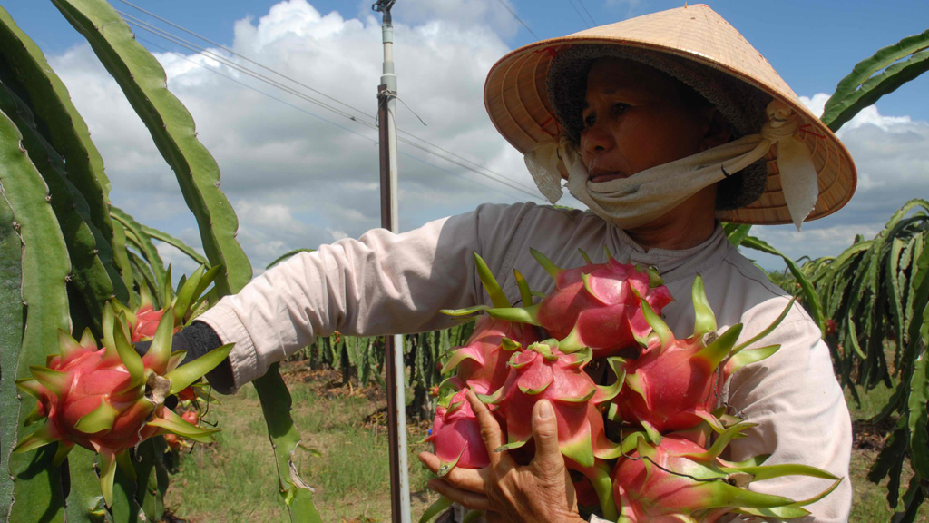 VN đang nỗ lực đẩy mạnh xuất khẩu những mặt hàng trái cây nhằm mang lại giá trị gia tăng cao, nhưng thực sự người nông dân làm ra trái cây đó đang được hưởng lợi rất ít - Ảnh: Diệp Đức Minh