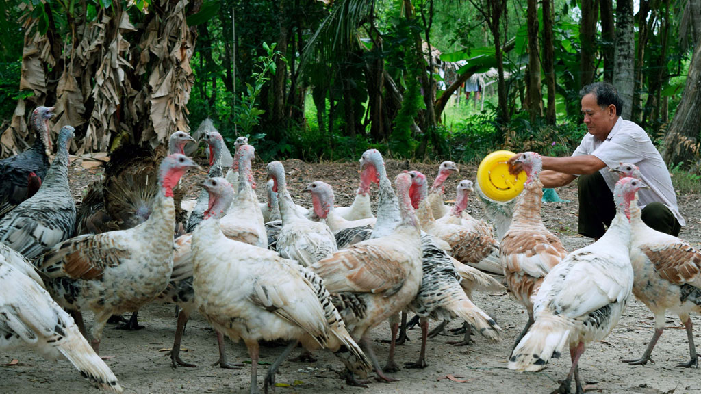 Kinh nghiệm chăm sóc gà Lôi lấy thịt cho hiệu quả vượt trội