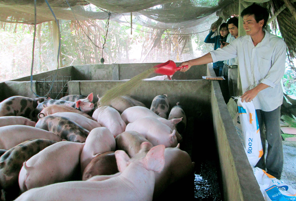 Phát triển kinh tế từ mô hình trang trại chăn nuôi lợn khép kín  Báo Lạng  Sơn