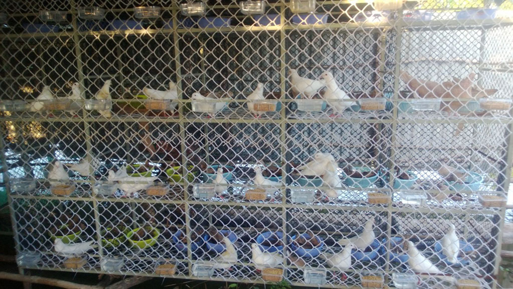 Kỹ thuật chăn nuôi chim Bồ Câu   Bồ Câu Việt Nam 