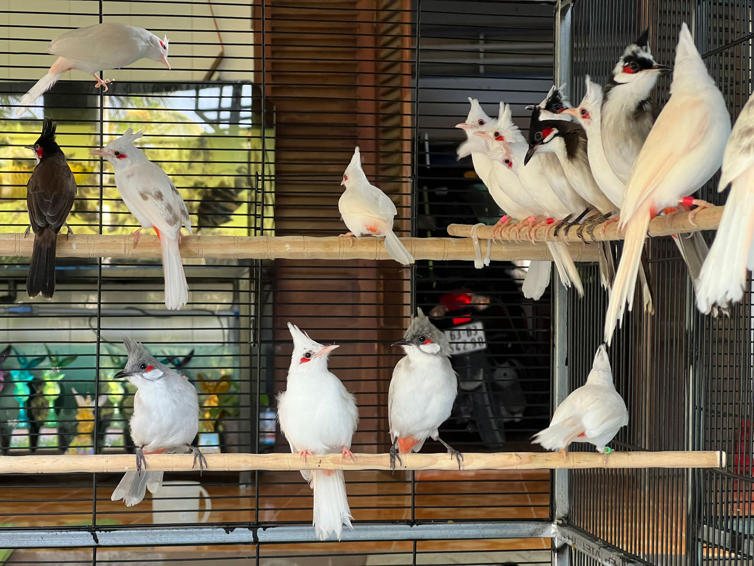 Kỳ thú chơi chim, cây đột biến gen | Thị trường NLD