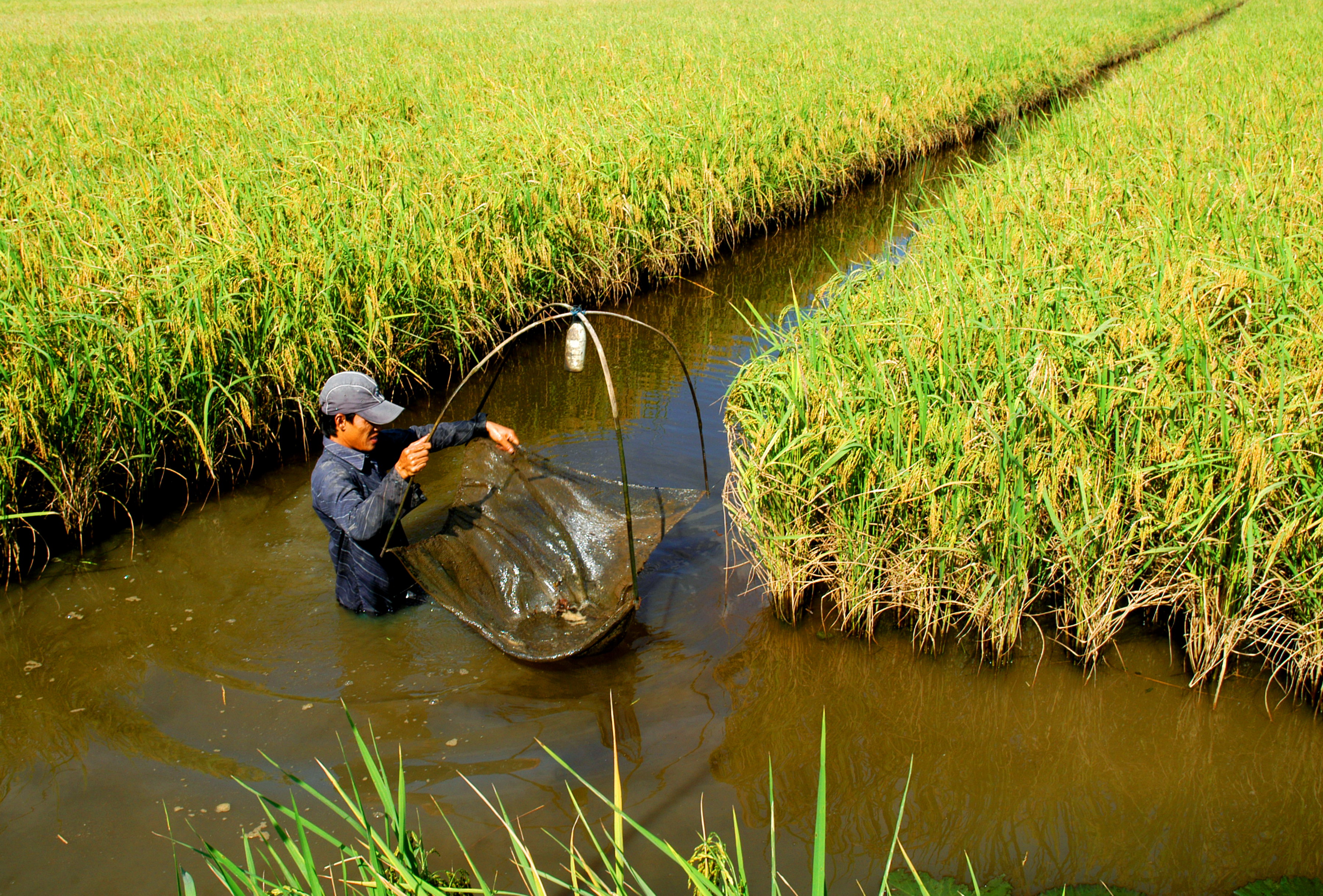 Vùng đất Miền Tây với những cánh đồng lúa, sông nước và con người thân thiện sẽ khiến bạn cảm thấy rất thú vị. Hãy bỏ ra vài ngày để khám phá Miền Tây và trải nghiệm những điều mới lạ, như bơi lội trong sông, thưởng thức đặc sản địa phương hoặc just nướng cá lóc trên bếp than đang rồi rế.