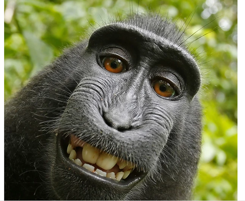 Những bức ảnh khỉ hài đầy tinh nghịch