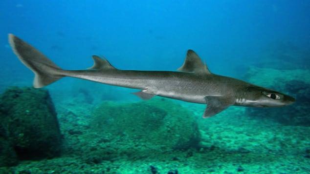 Bạn đã nghe về cá mập sống trong sông Thames? Đây là hình ảnh của chúng, được chụp bởi những người yêu môi trường. Hãy cùng xem đó là một loài cá mập gì và nó đã sống được bao lâu trong sông Thames nhé.