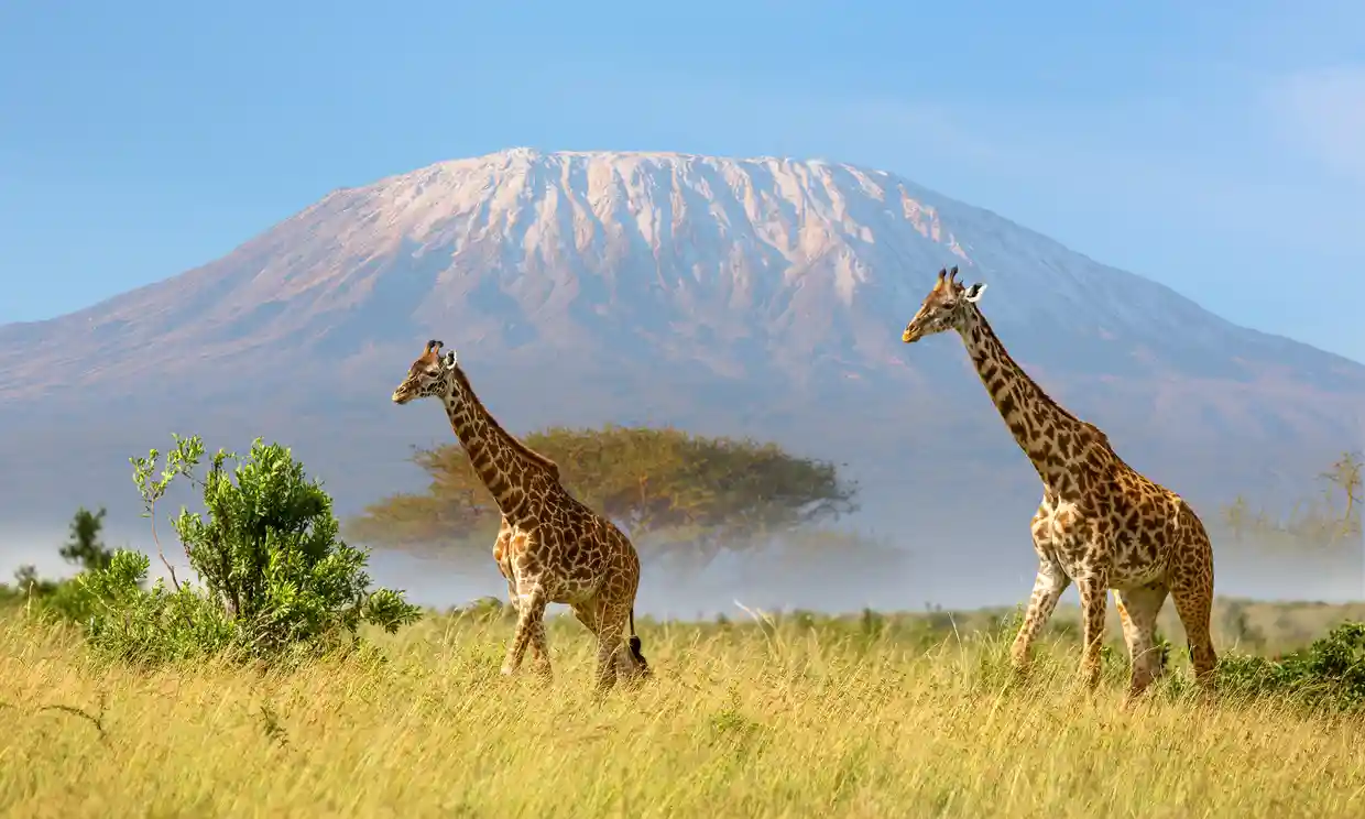 Núi Kilimanjaro - biểu tượng của châu Phi và đỉnh núi cao nhất trên lục địa này. Những hình ảnh về núi Kilimanjaro sẽ đưa bạn đến với những thử thách và khám phá, để khám phá vẻ đẹp của nó thông qua màn hình của bạn.