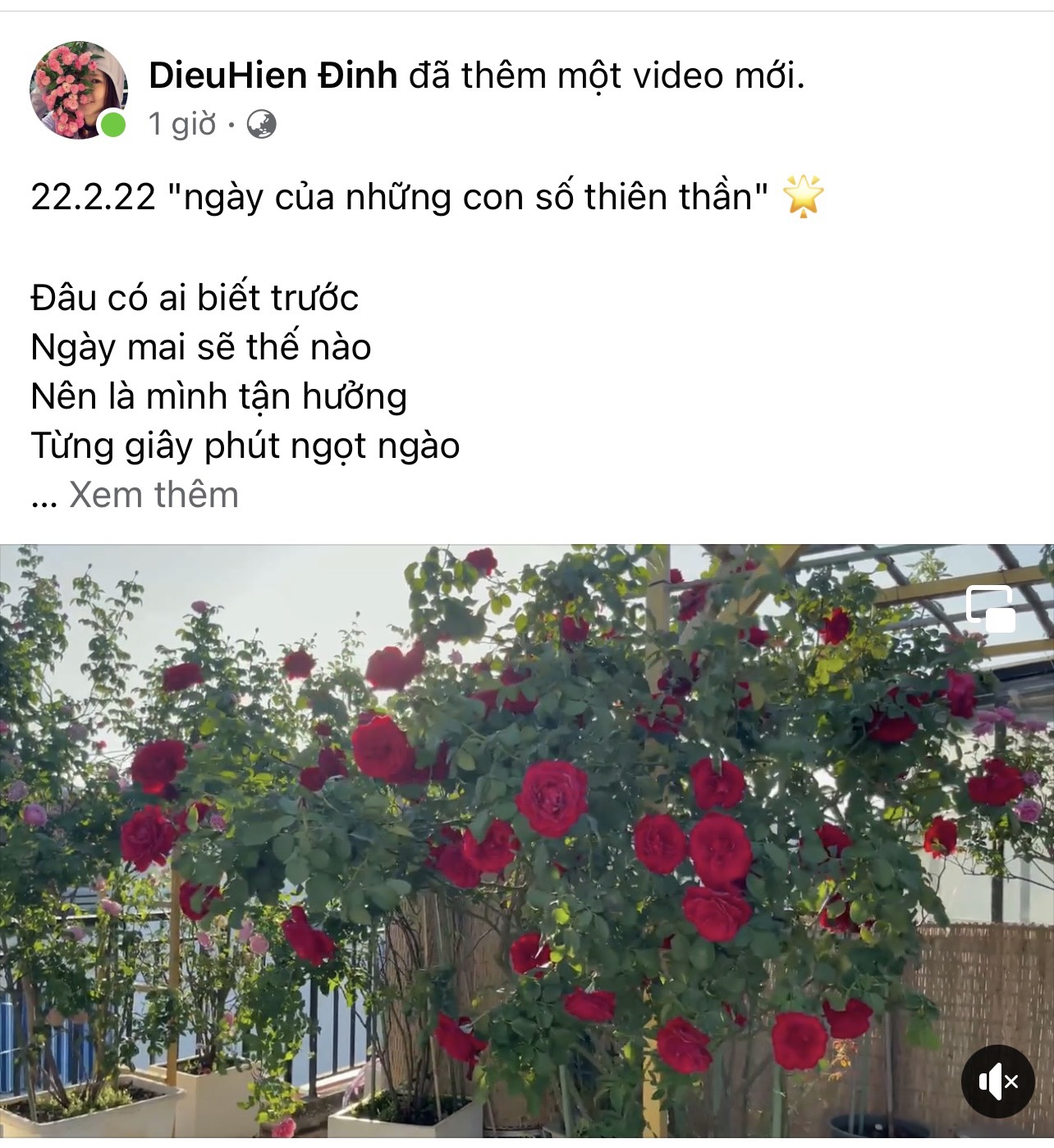 Chị Hiền đăng tải những hình ảnh về vườn hoa hồng tuyệt đẹp để lan tỏa nguồn năng lượng tích cực trong ngày đặc biệt này