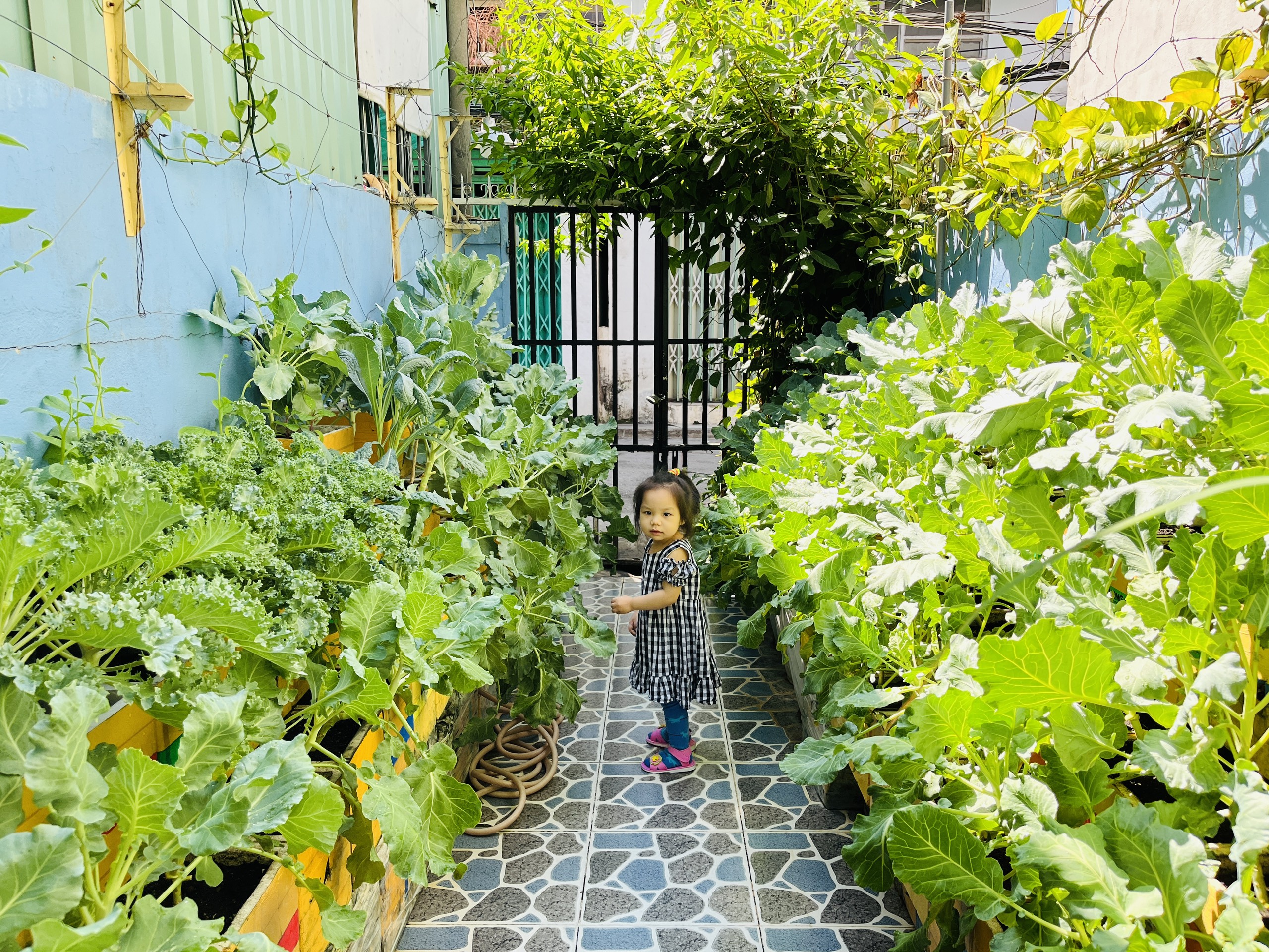 Vườn rau 4 mét vuông xanh 'mướt mắt' của mẹ trẻ từng không biết trồng cây