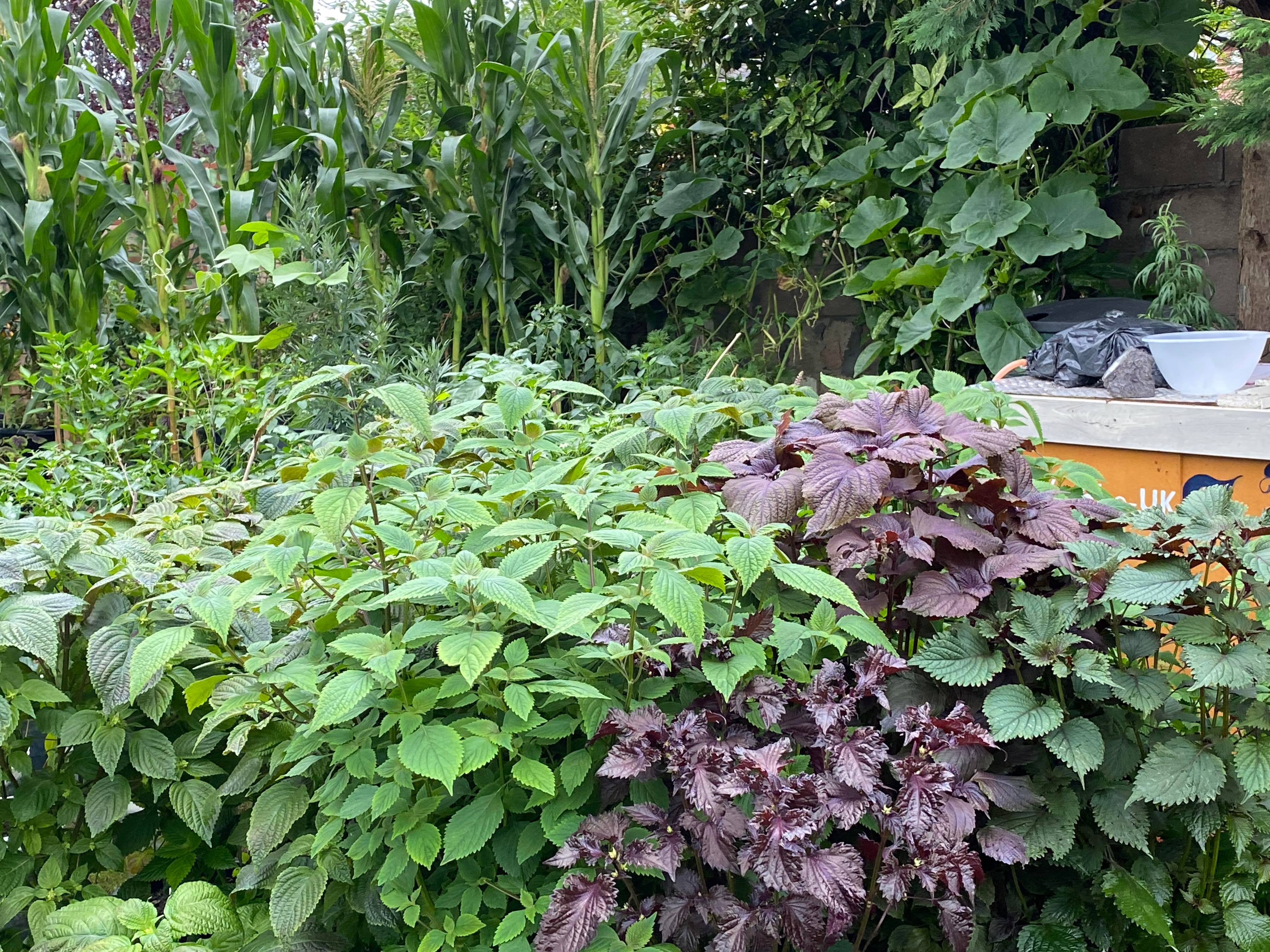 Vườn rau Việt hơn 100 loại xanh mướt trên đất Anh, ai thấy cũng thầm ao ước