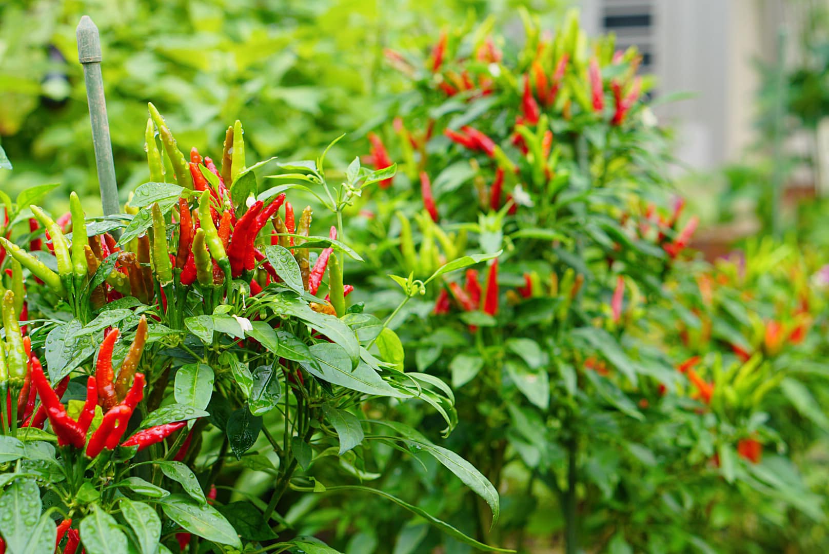 Nàng dâu Việt trồng ớt cho vui nhưng choáng ngợp mỗi lần thu hoạch