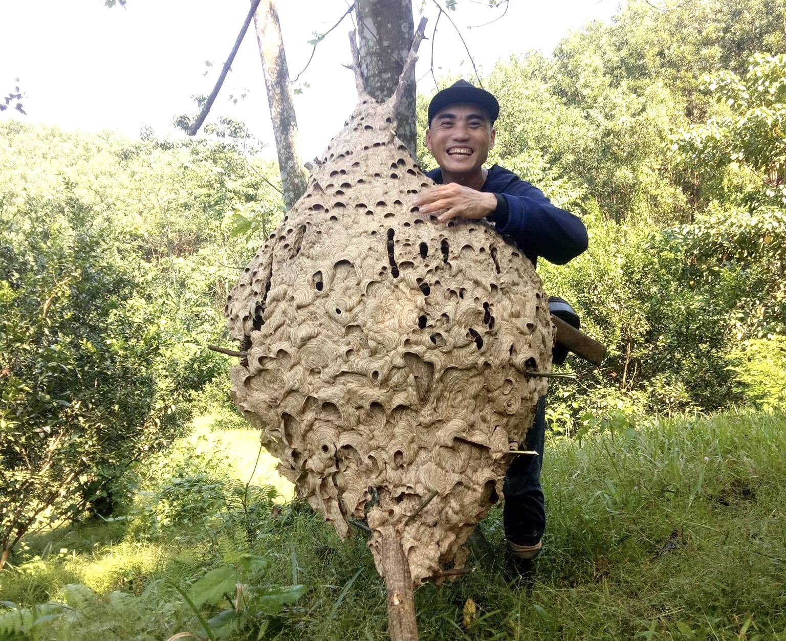 Tổ ong khổng lồ chắc chắn sẽ khiến bạn hâm mộ. Hãy xem hình ảnh để chiêm ngưỡng sự tinh tế của tổ này.