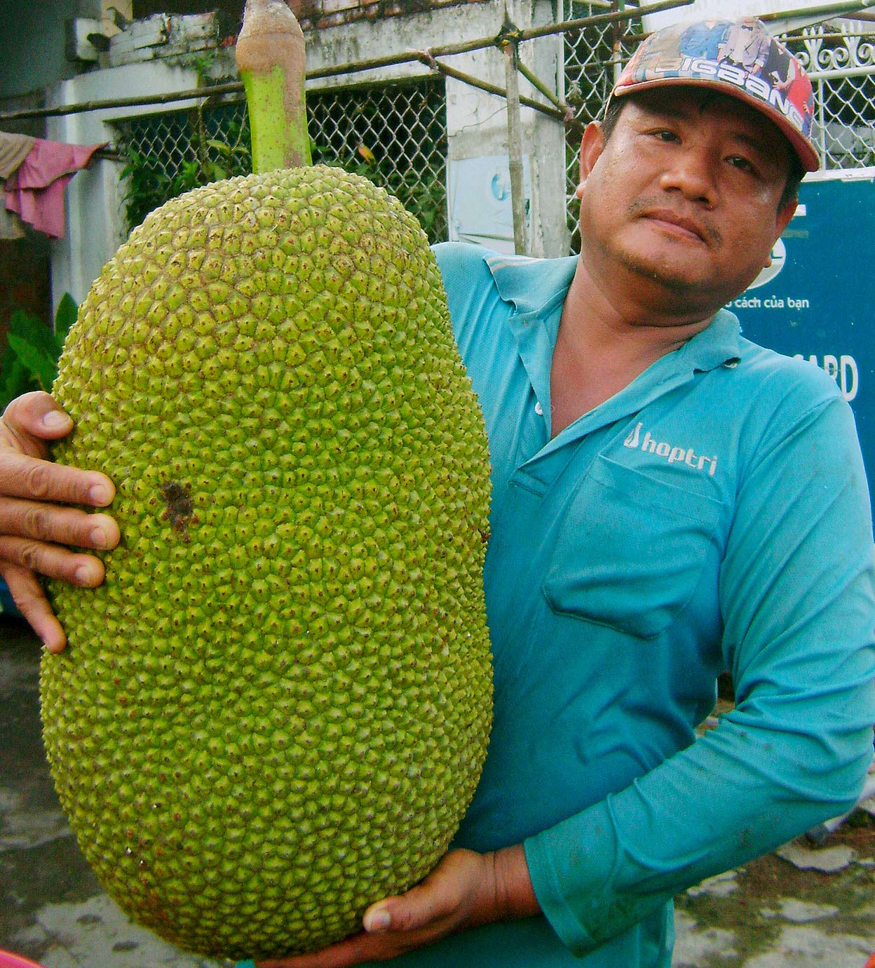 Nhiều người đến xem trái mít 'khủng' nặng gần 25 kg, dài 0,7m