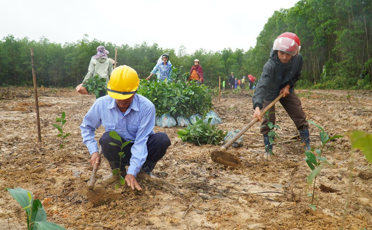 Thêm 150.000 cây xanh được trồng 'Vì màn chắn xanh Việt Nam'