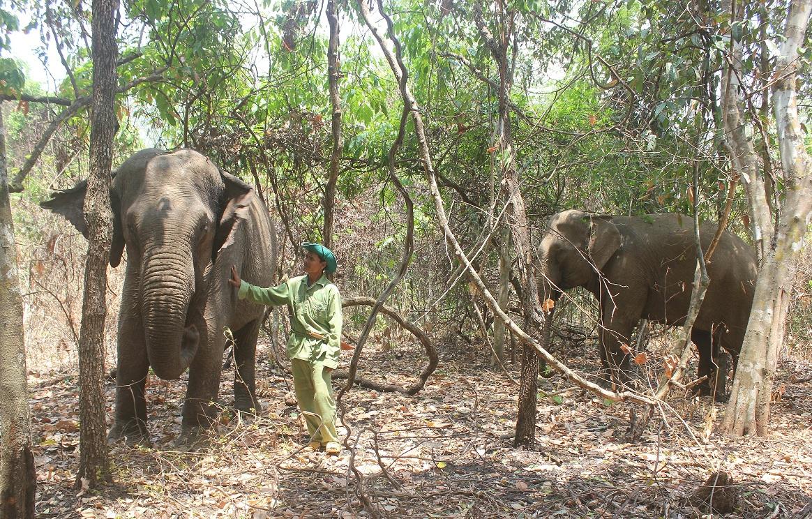 Đắk Lắk: Sẽ chấm dứt hình thức du lịch cưỡi voi, đua voi