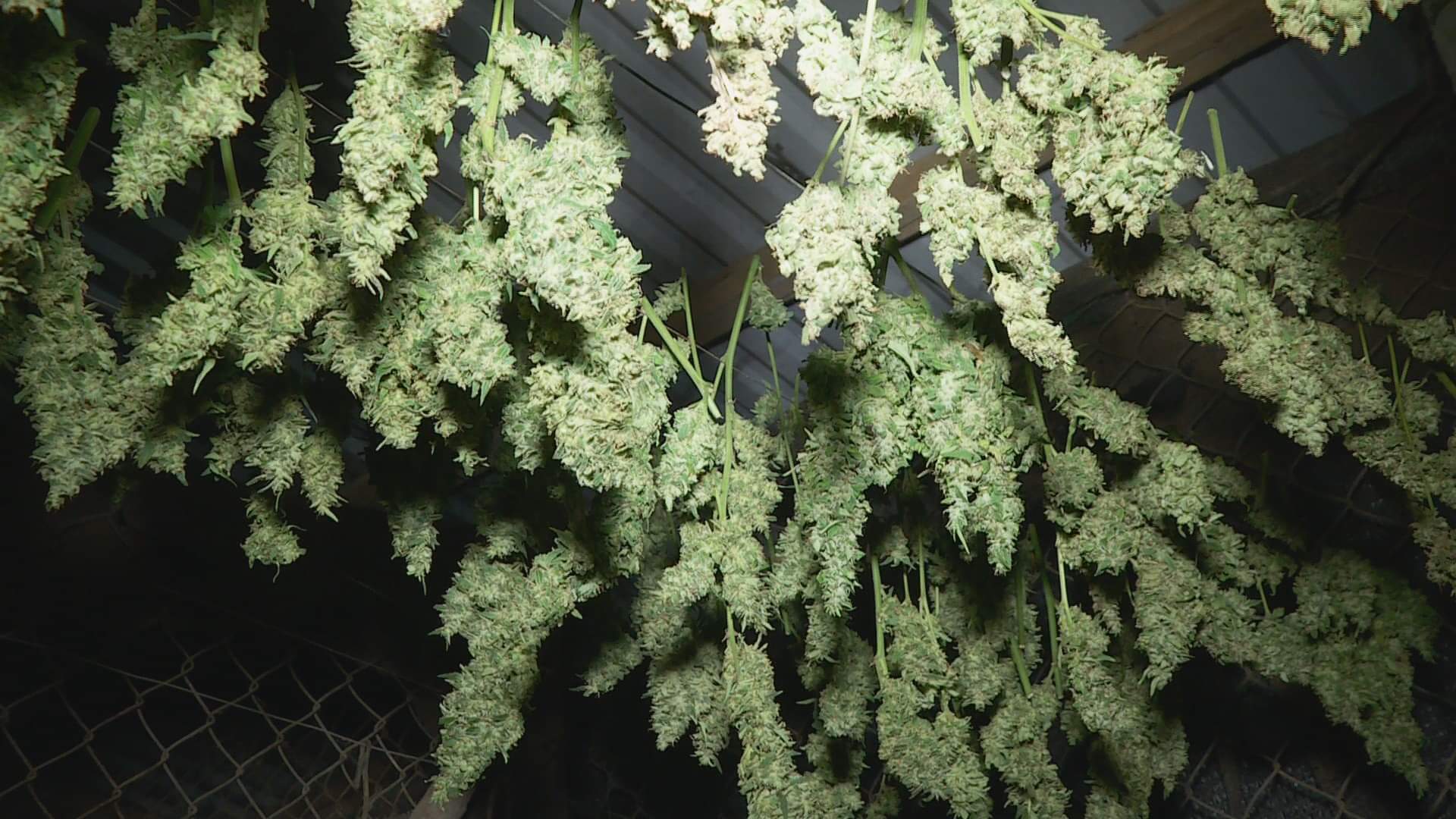 Đắk Lắk: Một người trồng, bán hoa cần sa phơi khô 3 triệu đồng mỗi ký