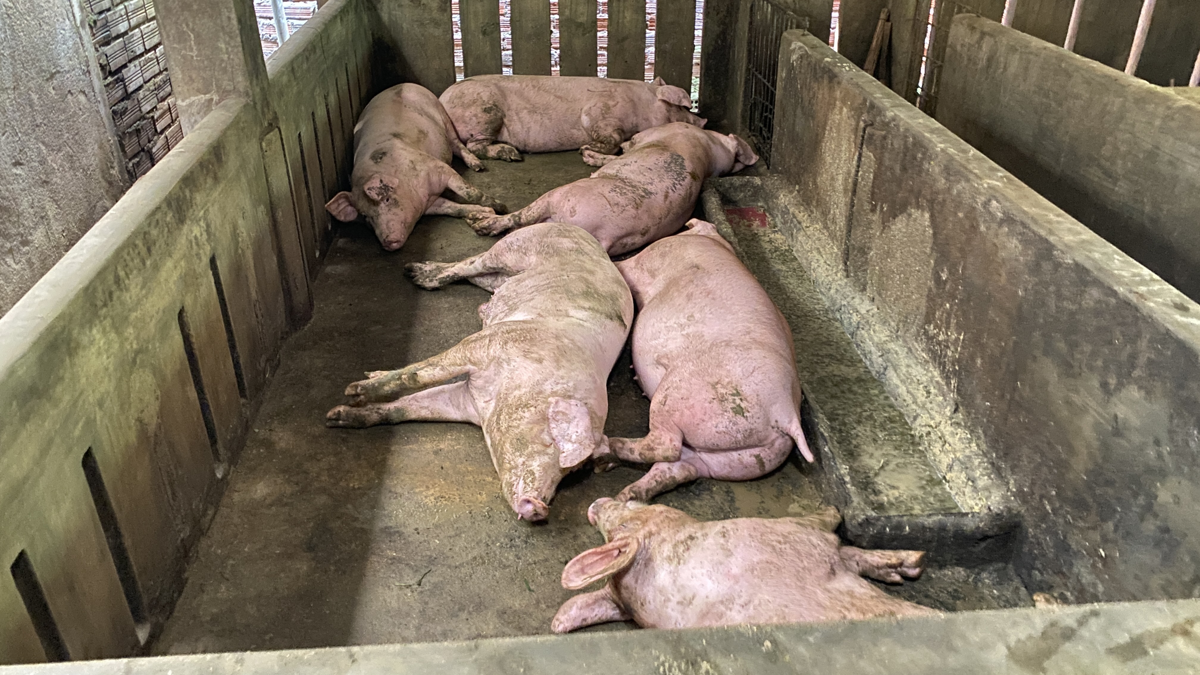 Phú Yên: Lợn chết hàng loạt sau khi tiêm vắc xin phòng dịch tả lợn châu Phi