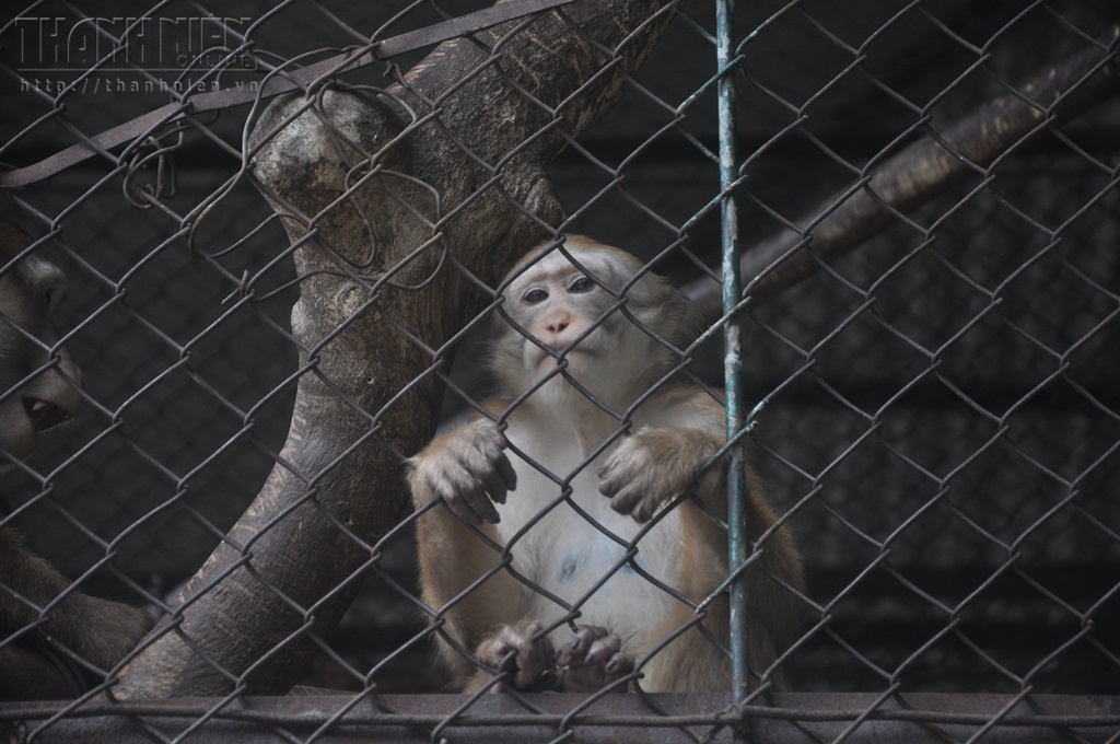 Hãy thưởng thức những hình ảnh đáng yêu của những chú khỉ xinh xắn trong khu vườn thú. Chúng sẽ khiến bạn cảm thấy thư giãn và đáng yêu hơn bao giờ hết.