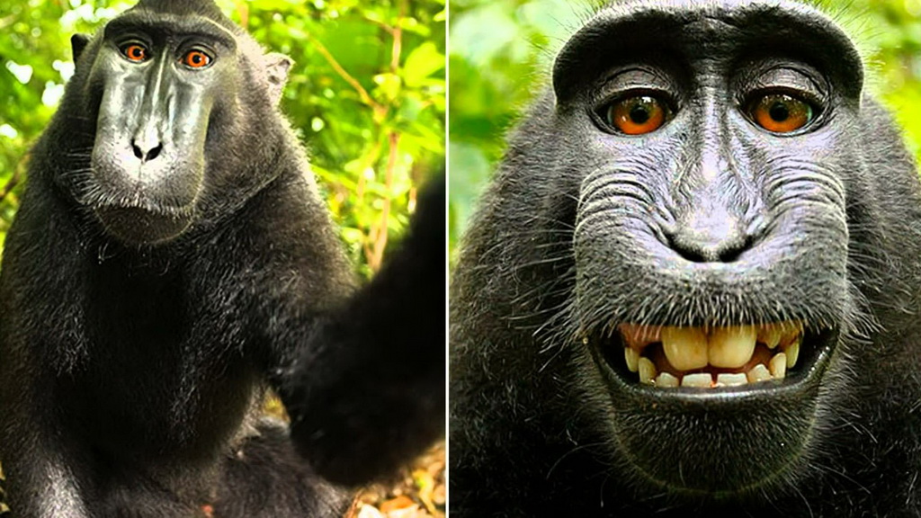 Khẳng định quyền sở hữu của mình trên mỗi hình ảnh con khỉ hài hước là cách tuyệt vời để tạo ra những nét độc đáo, làm cho chúng càng trở nên cuốn hút hơn. Xem những bức hình này, bạn sẽ tìm thấy những ngày vui và sự thoải mái trong nụ cười phát ra.