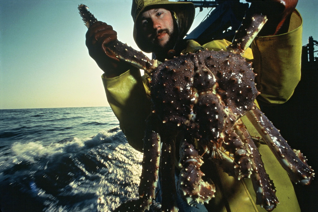 Alaska hủy mùa đánh bắt cua hoàng đế, cua tuyết sau khi 90% số cua biến mất