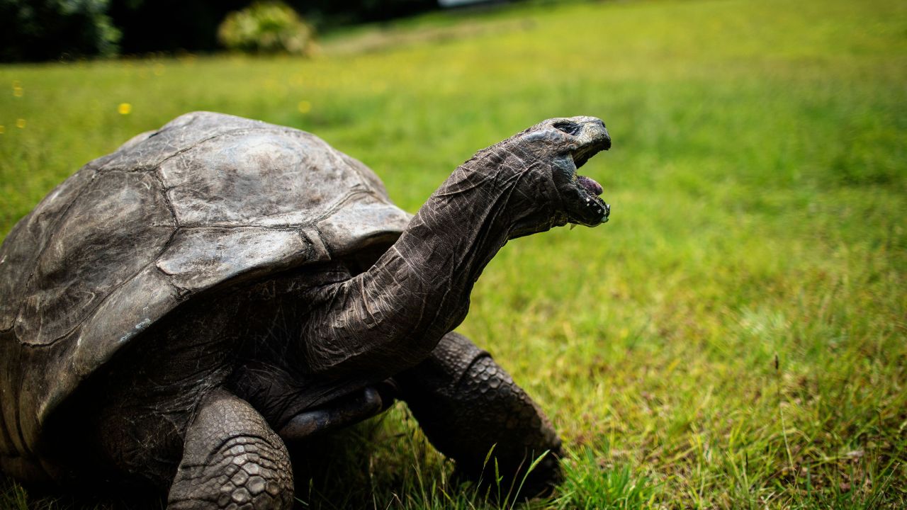 Rùa Jonathan, động vật già nhất trên cạn: 190 tuổi và vẫn giao ...