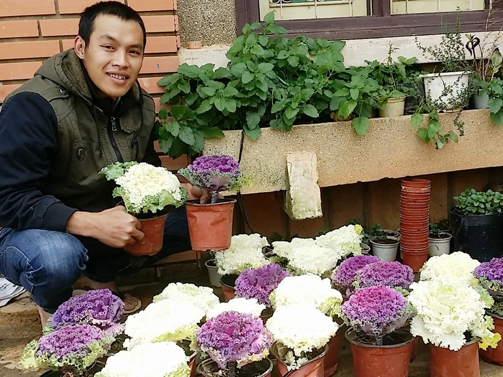 Nguyễn Thế Tài giới thiệu về chậu hoa bắp cải - Ảnh: G.B