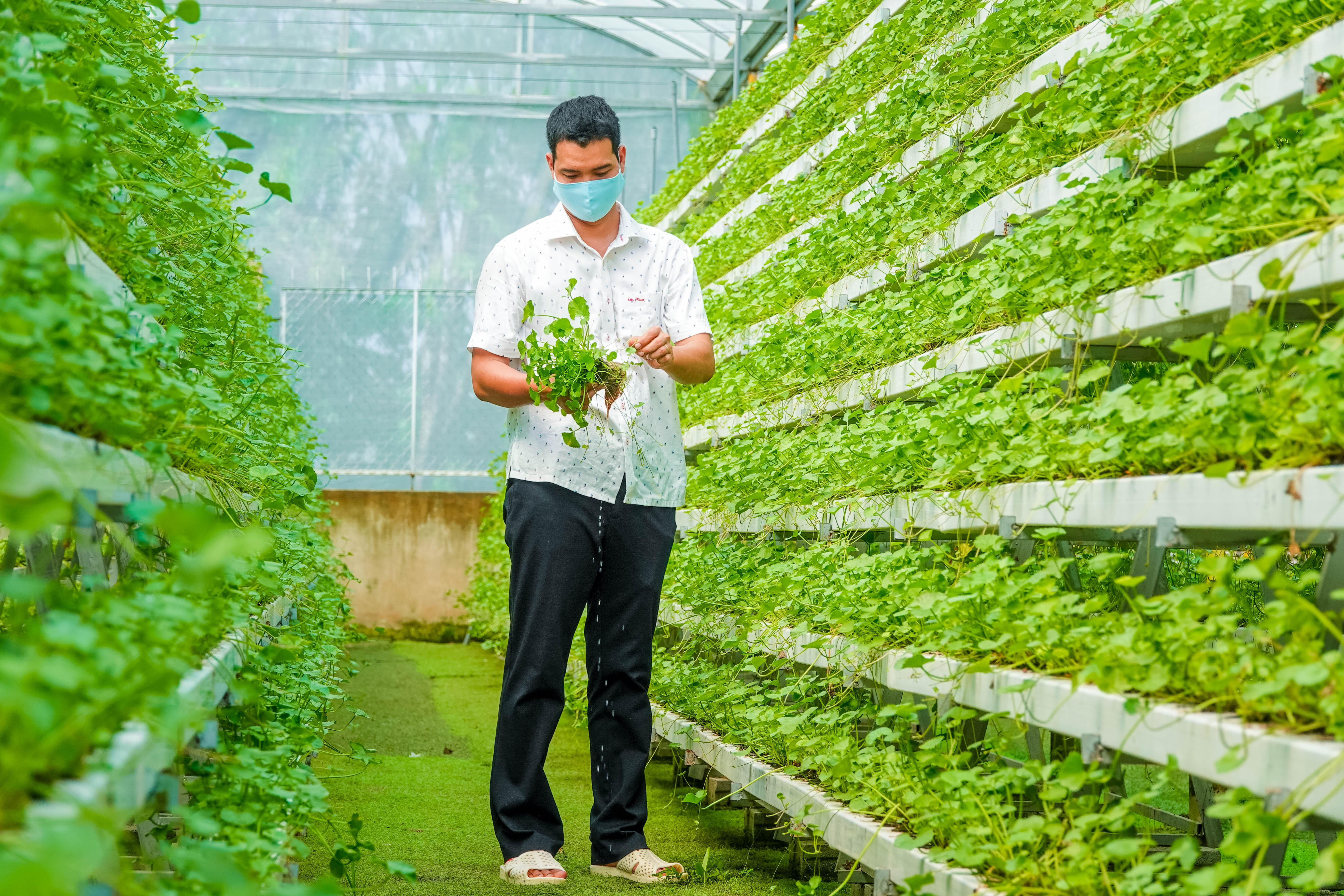 Cận cảnh mô hình trồng rau má thủy canh độc đáo nhất Việt Nam