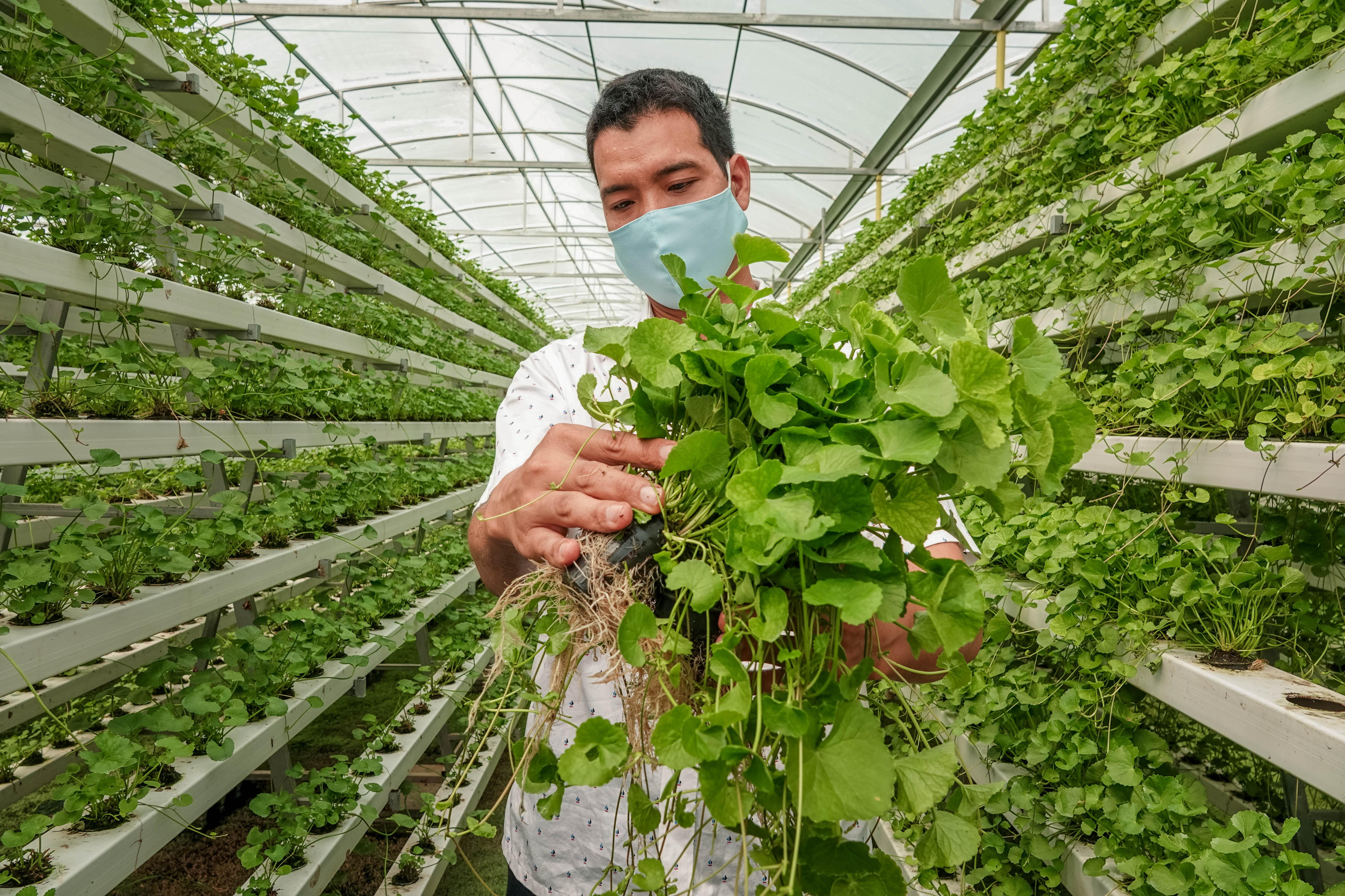Nông nghiệp Nhật Bản  Mô hình trồng rau trong nhà kínhModel of growing  clean vegetables in japan  YouTube
