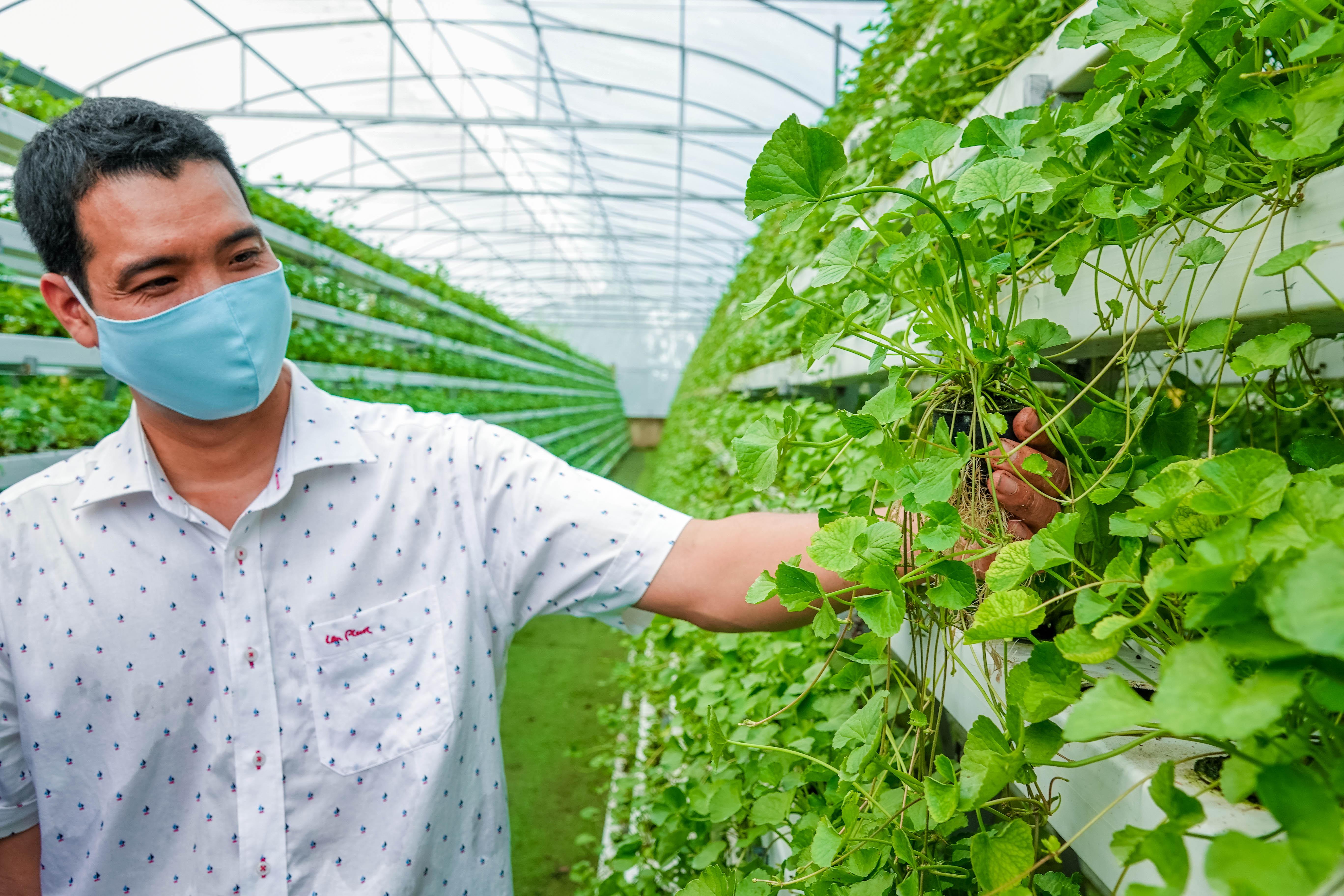 Hiệu quả mô hình trồng rau sạch  Báo Quảng Bình điện tử