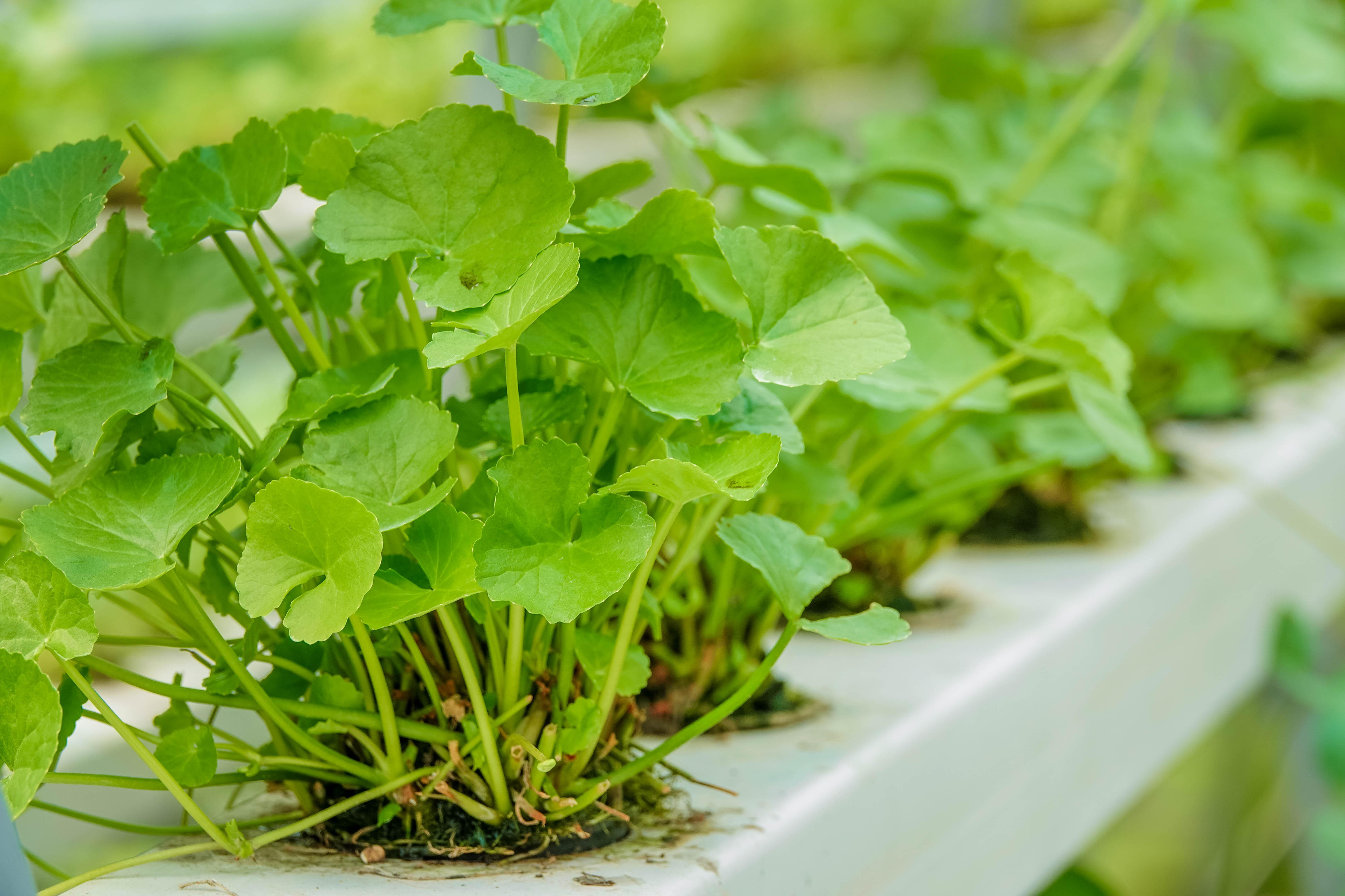 5 mô hình trồng rau sạch phù hợp với nhà chật  CleverFood  Binh đoàn thực  phẩm sạch tiên phong