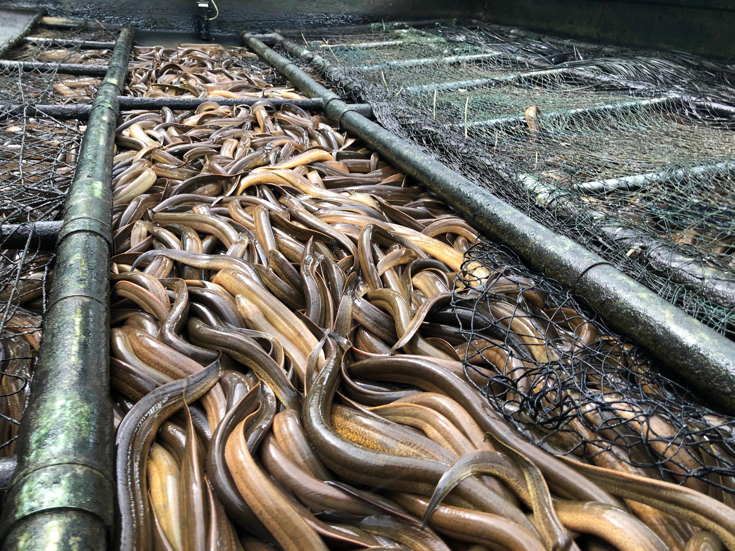 Tổng hợp 72+ về mô hình nuôi lươn mới nhất