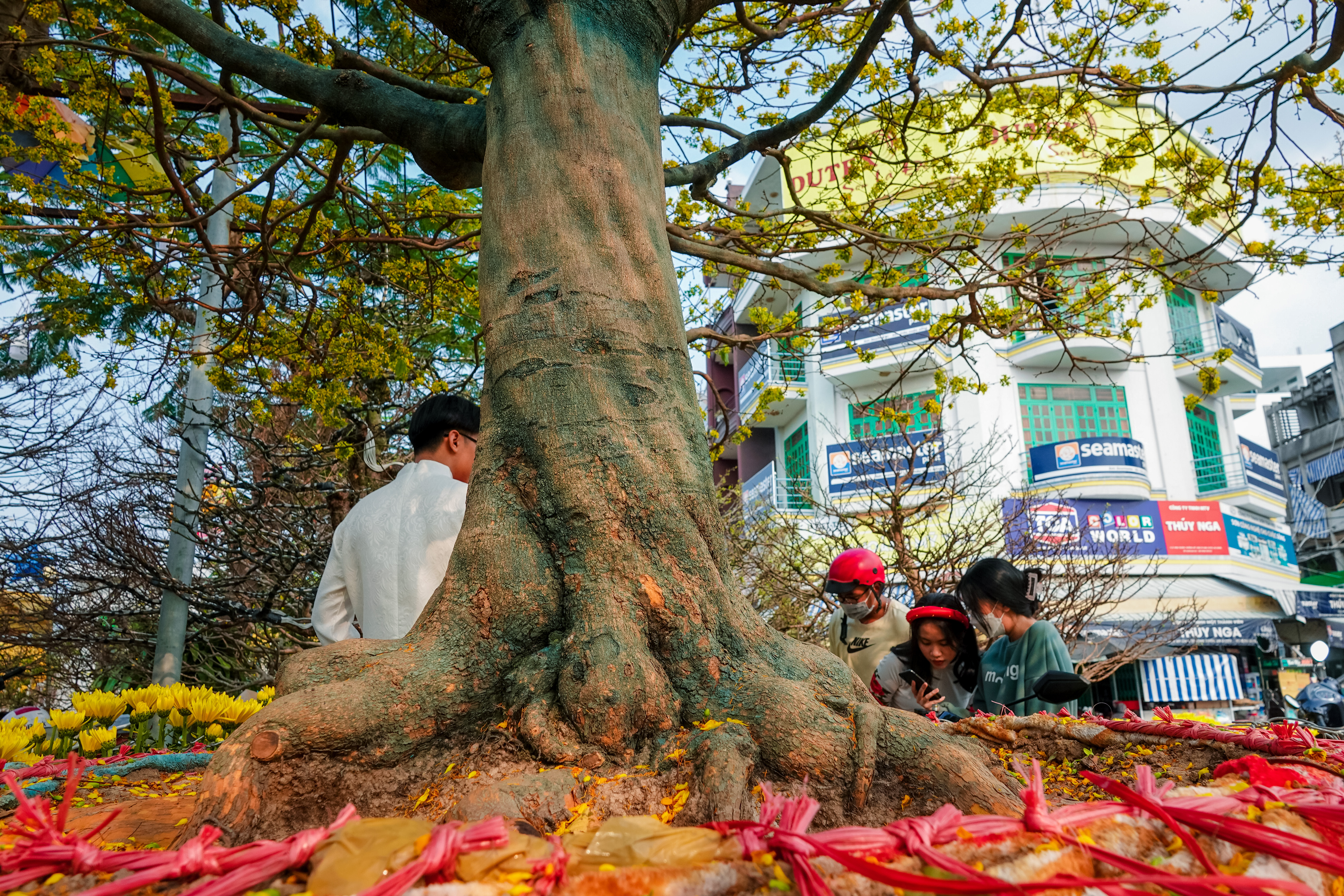 Cây mai được coi là biểu tượng của sự may mắn và phú quý trong văn hoá Việt Nam. Xem hình ảnh để nhìn thấy sự tuyệt đẹp của cây mai và cảm nhận được vẻ đẹp đặc trưng của văn hoá dân tộc.