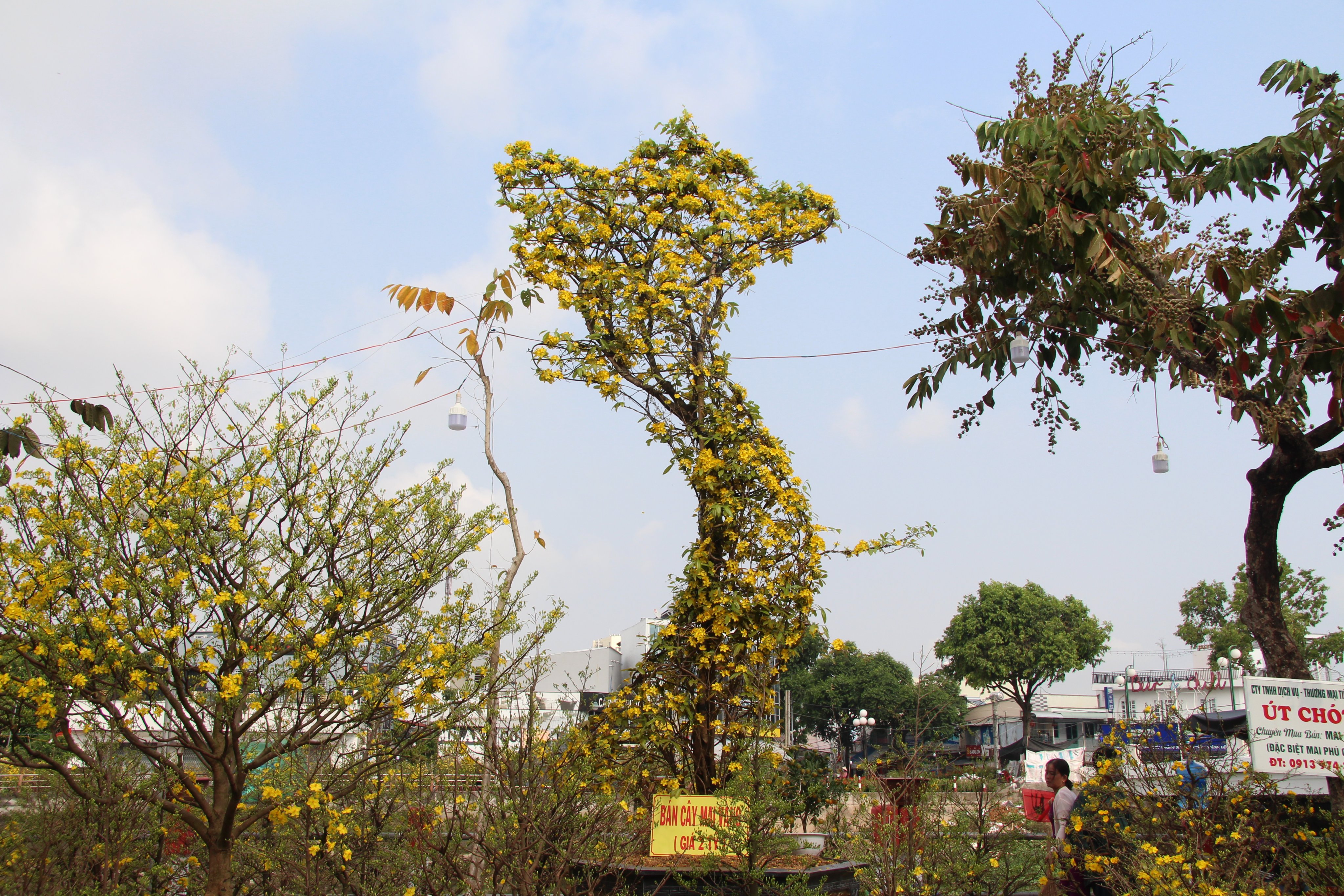 Doanh thu từ cây hoa mai vàng truyền thống ở Bình Định đạt kỷ lục  Thị  trường  Vietnam VietnamPlus