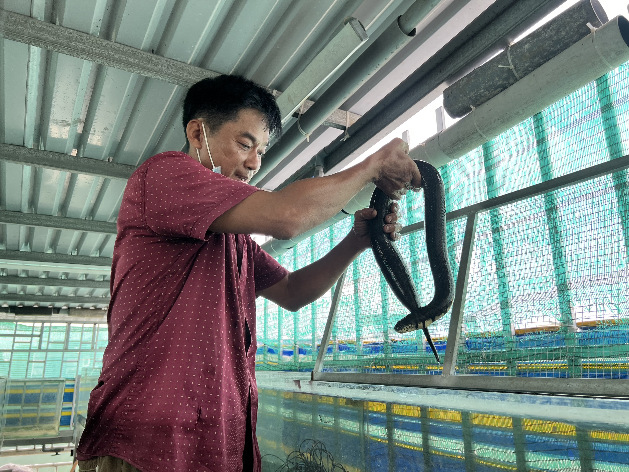 Cà Mau Nuôi rắn ri tượng đạt hiệu quả kinh tế cao  Tạp chí Thủy sản Việt  Nam