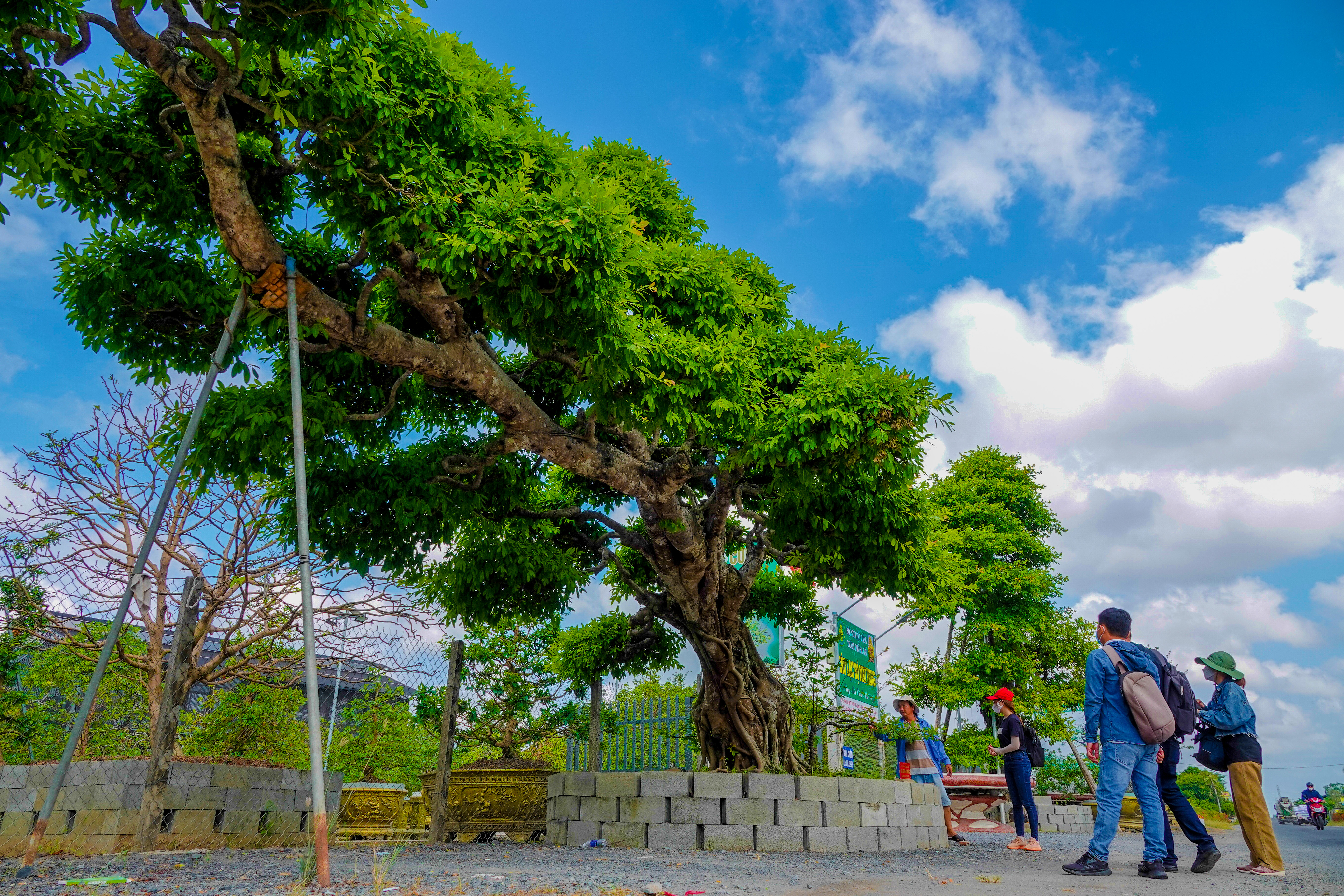 Cây sộp dáng rồng bay: Khám phá vẻ đẹp tuyệt vời của cây cổ thụ sộp dáng rồng bay qua những hình ảnh chân thực. Đây là loài cây quý hiếm và đặc biệt của Việt Nam, mang ý nghĩa văn hoá sâu sắc.