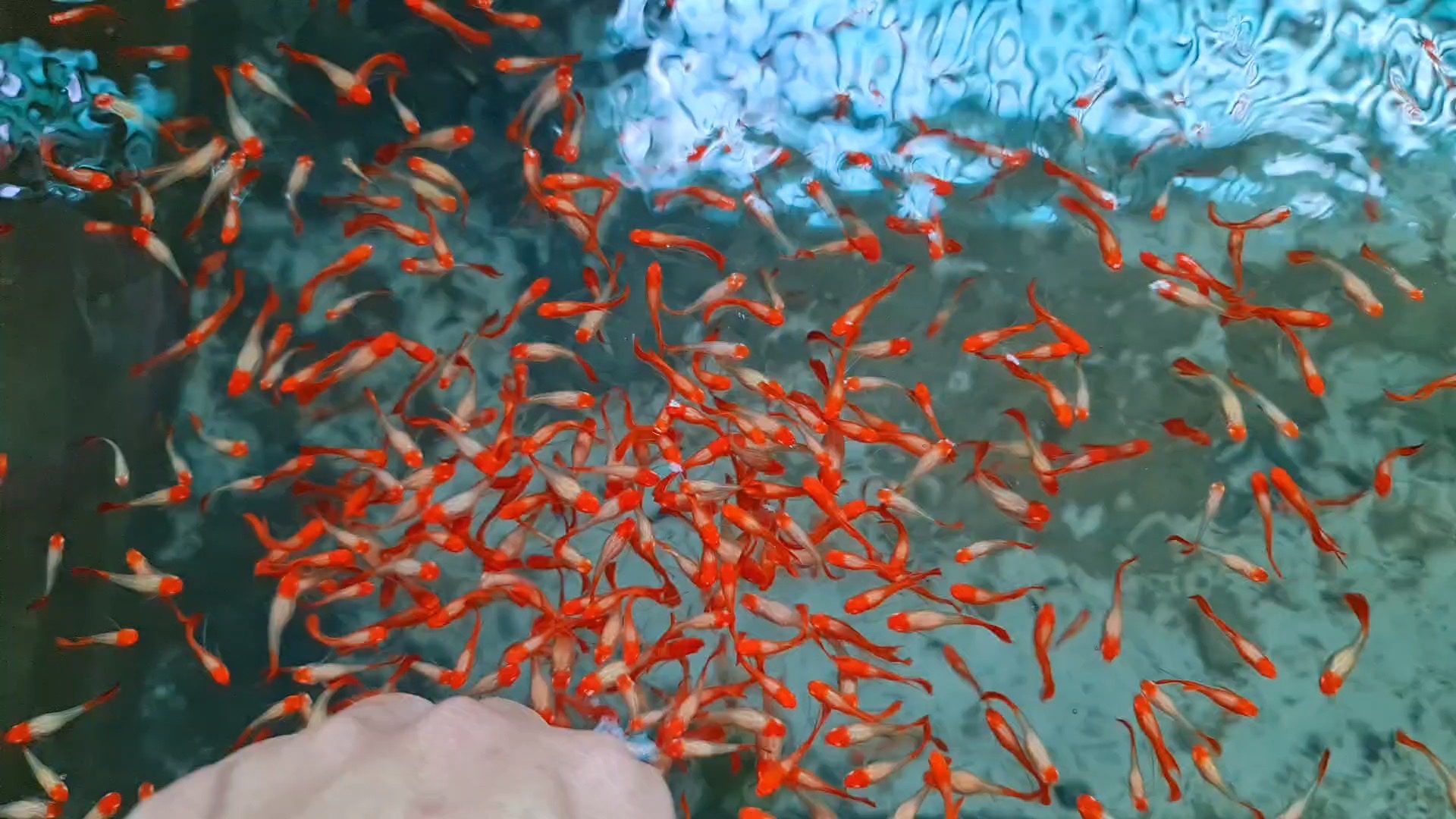 Dấu hiệu cá 7 màu sắp đẻ và cách chăm sóc cá đẻ thành công