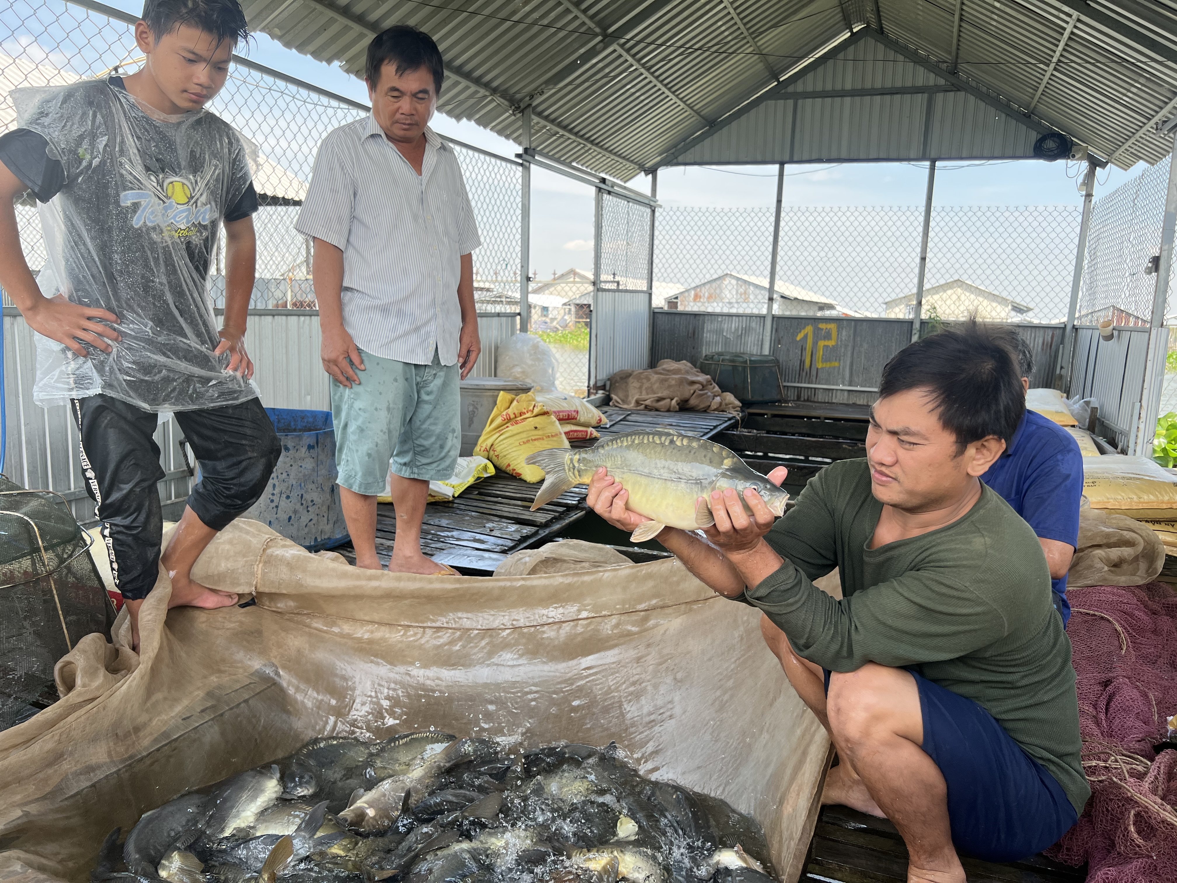 Triển khai mô hình nuôi cá chép giòn ở Phong Hải  Đài Phát thanh  Truyền  hình Lào Cai