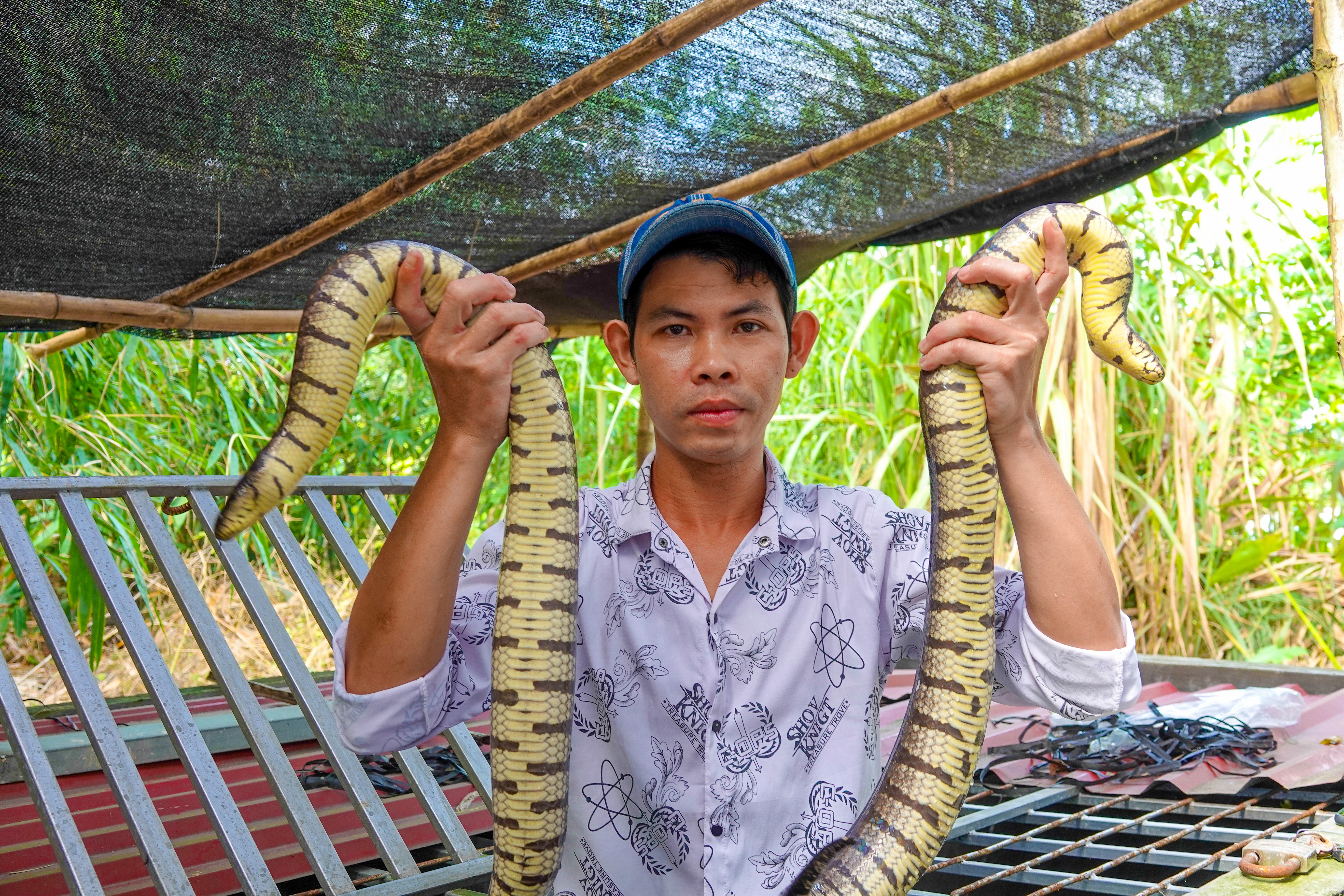 Làm bể lót bạt nuôi rắn ri tượng như nuôi lươn bán 700 ngànký  Vĩnh Long  Online