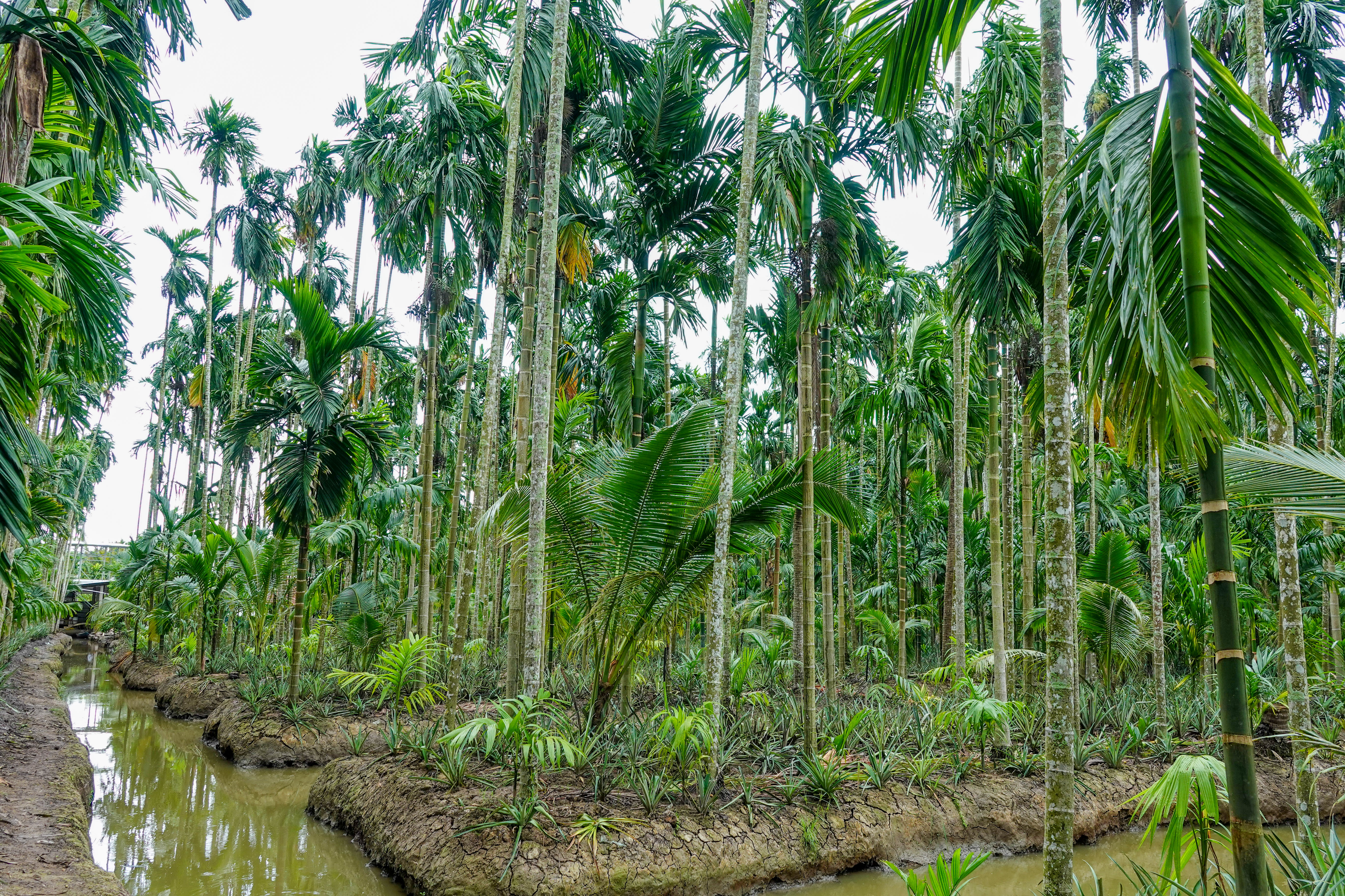 Thành phố Tây Ninh Mô hình trồng dừa cho thu nhập khá