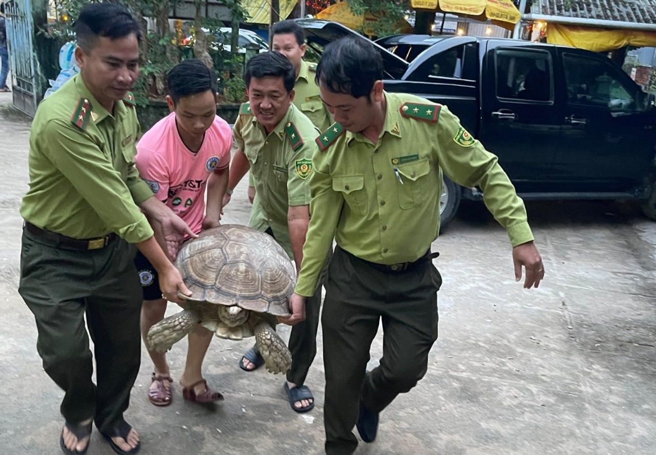 Phú Quốc: Người dân giao nộp rùa 'khủng' 70 kg cho kiểm lâm