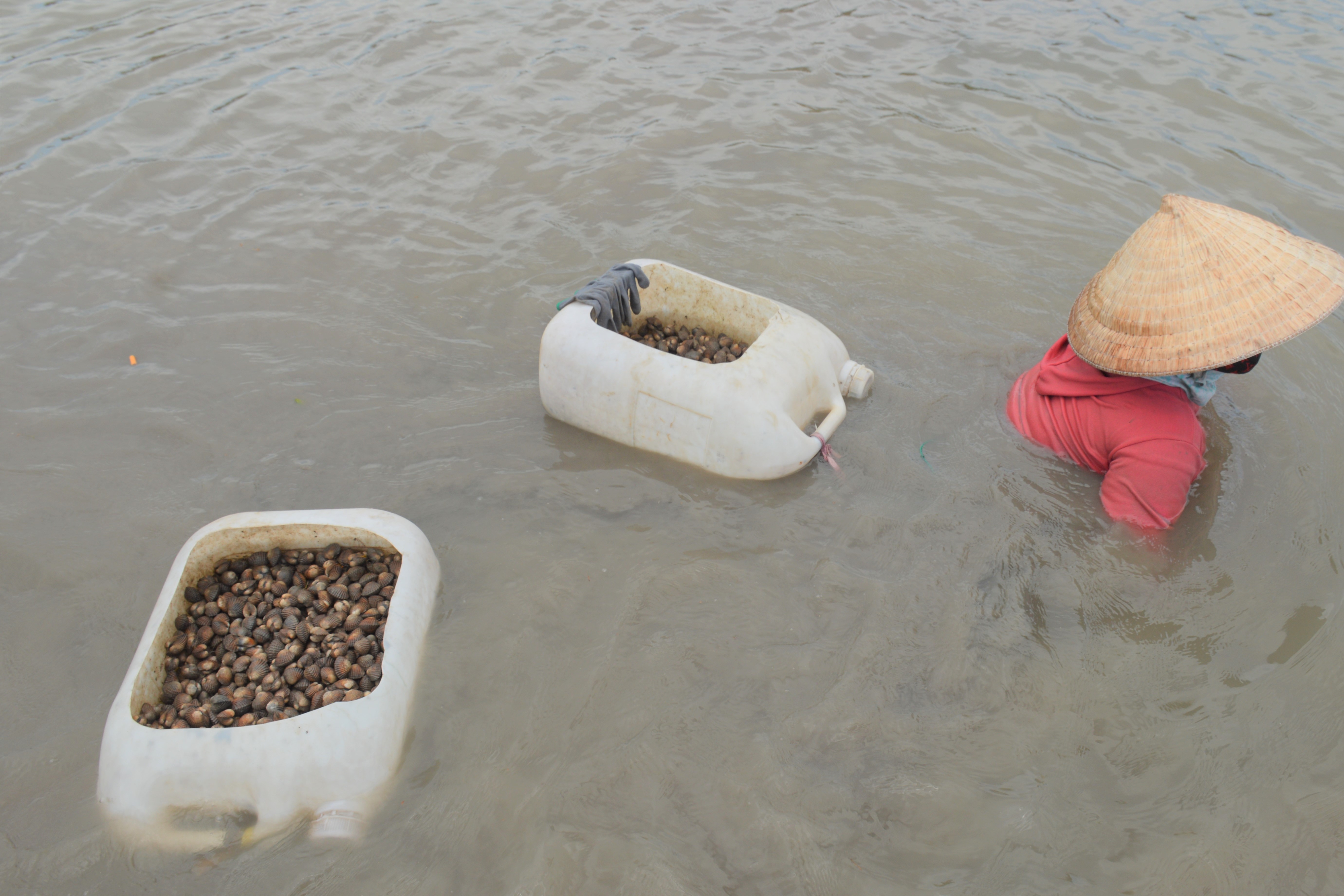 Cà Mau Vùng đất dân tấp nập nuôi sò huyết cứ 1ha vớt lên 1 tấn lời  200220 triệu đồng