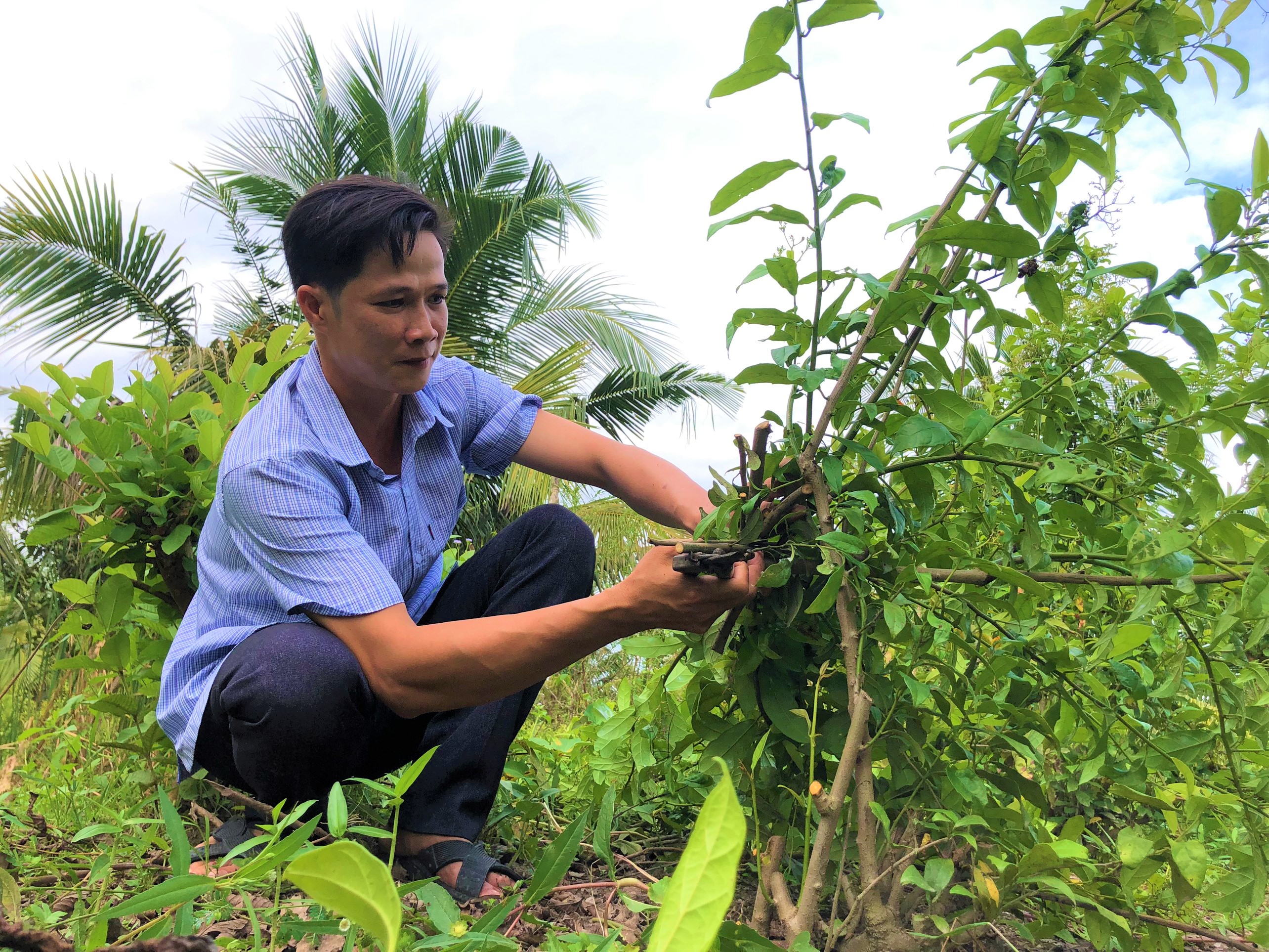 Xạ đen là một loài cây rất đặc biệt, có tác dụng chữa bệnh và giúp cơ thể khỏe mạnh. Hãy xem hình ảnh xạ đen để tìm hiểu thêm về kiến thức y học đầy thú vị này!