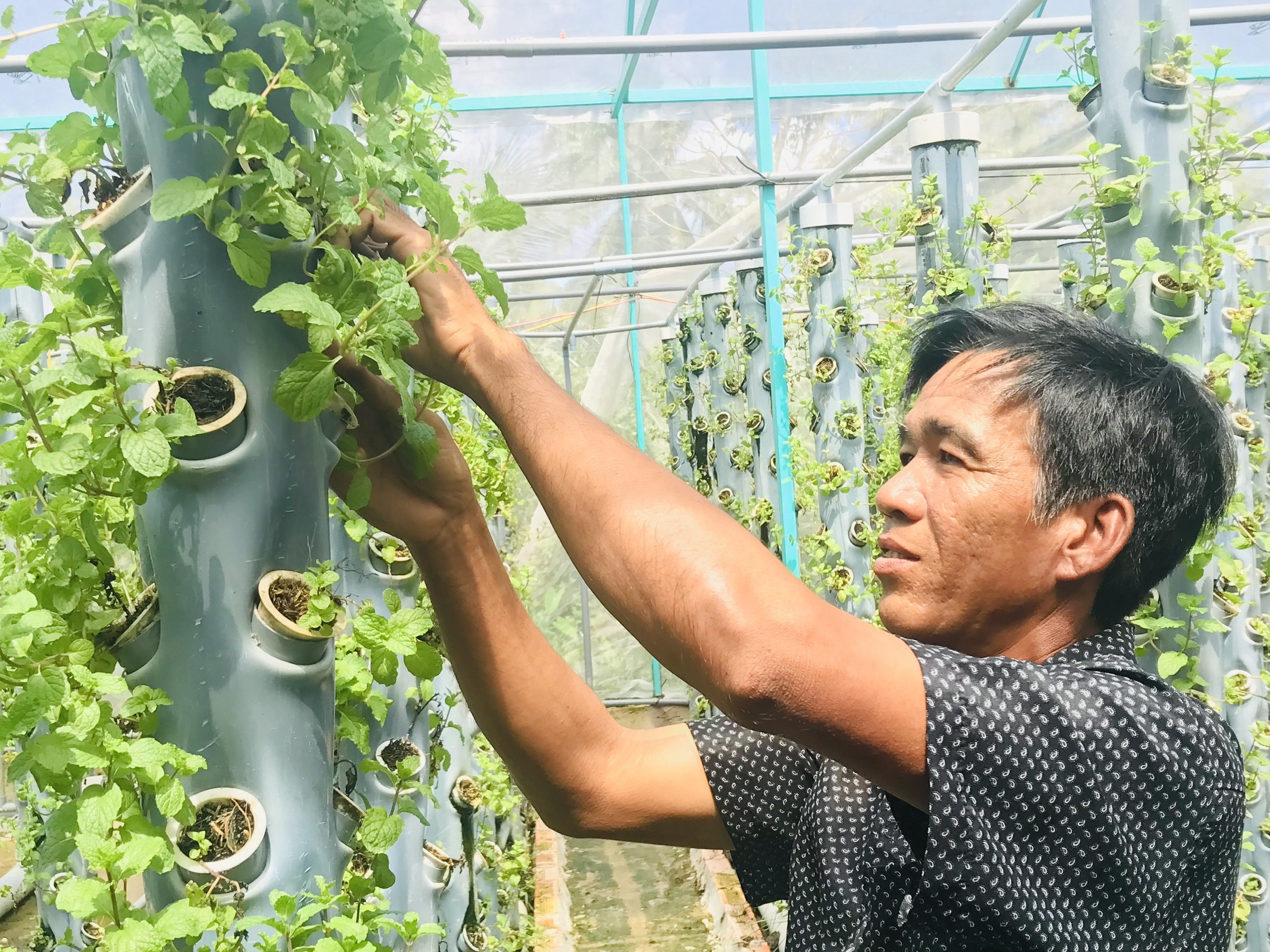 Khởi nghiệp với mô hình rau thủy canh kết hợp nuôi cá Aquaponics