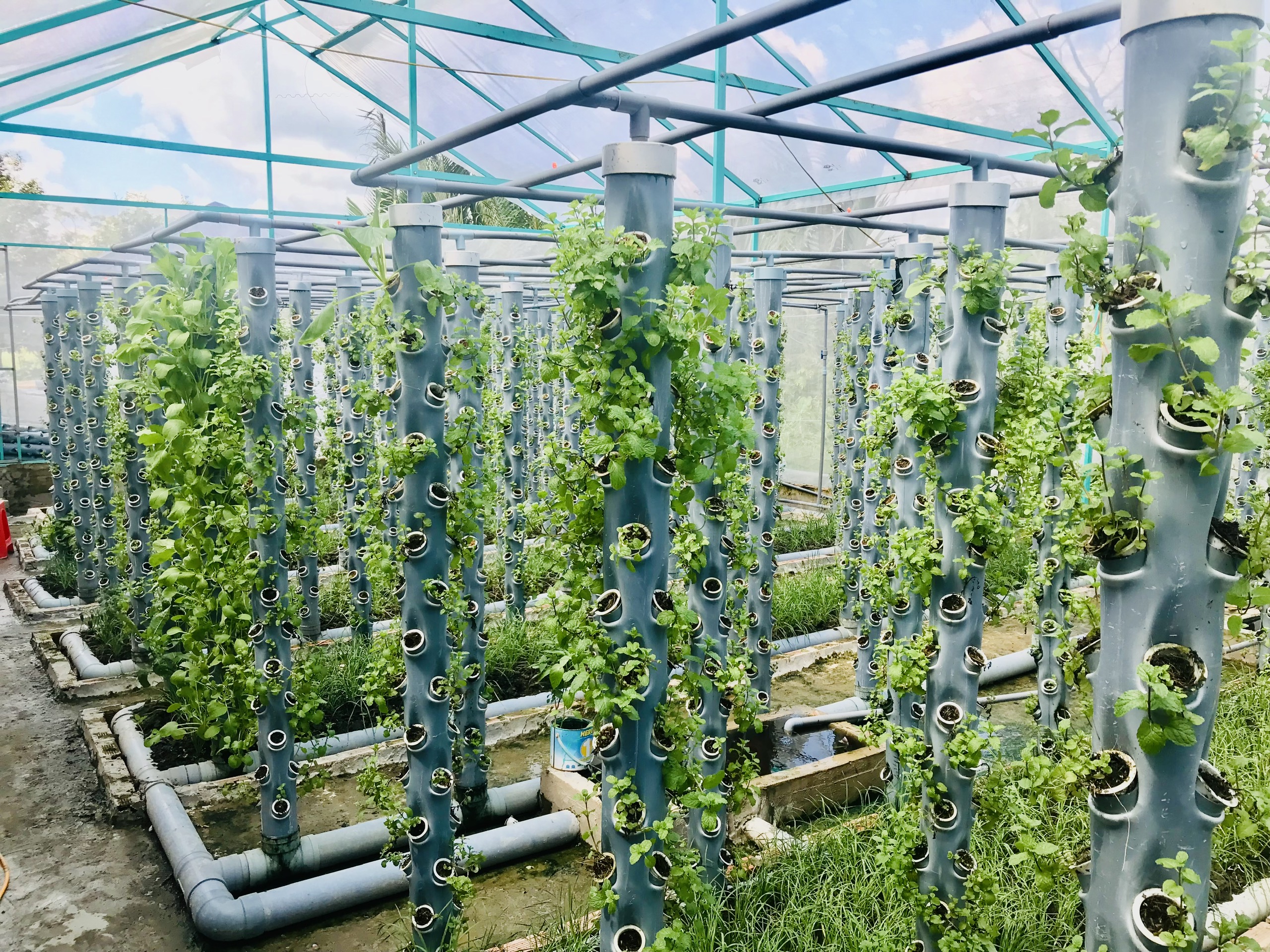Thử nghiệm mô hình trồng rau thủy canh trên sân thượng ở Long An   baotintucvn