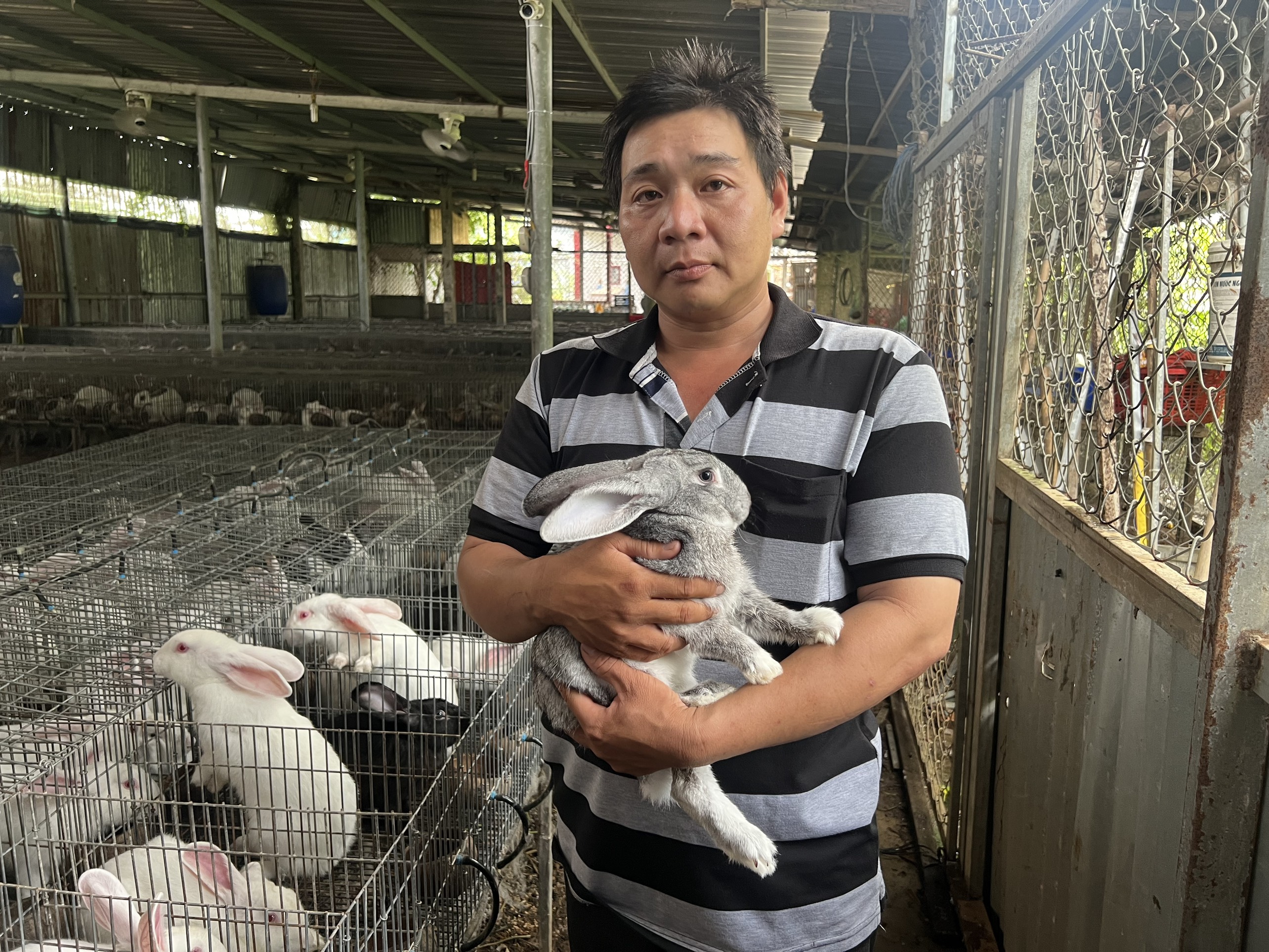Kỹ thuật nuôi thỏ lấy thịt  Kỹ Thuật Nông Nghiệp
