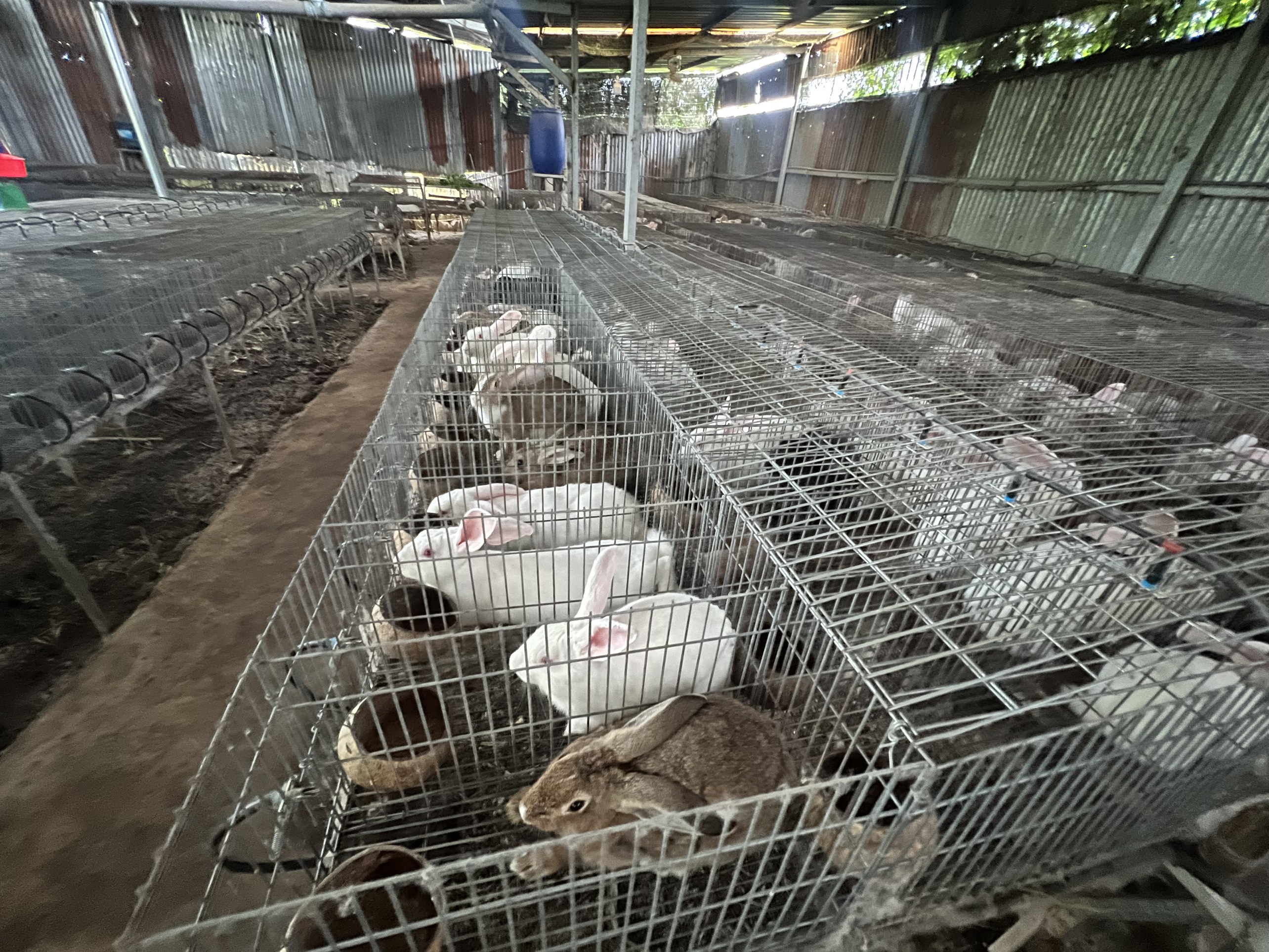 Cách làm chuồng nuôi thỏ đơn giản Kỹ thuật làm chuồng nuôi thỏ