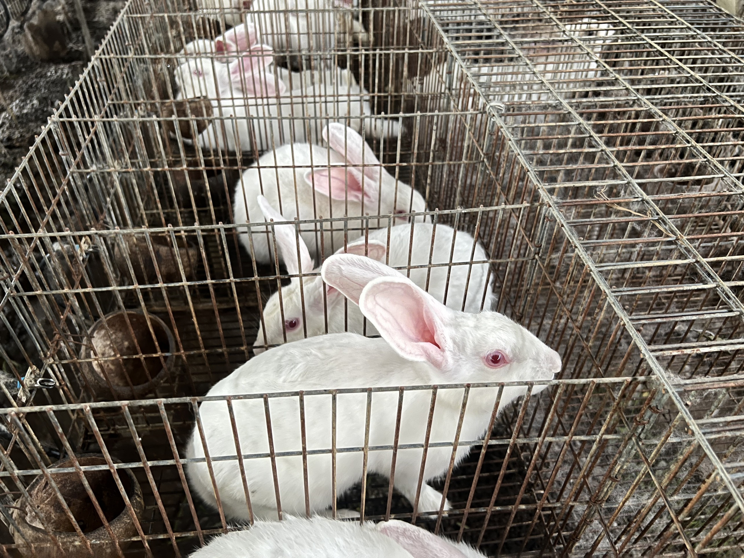 Mô hình trang trại nuôi thỏ khép kín  Dungluoicom