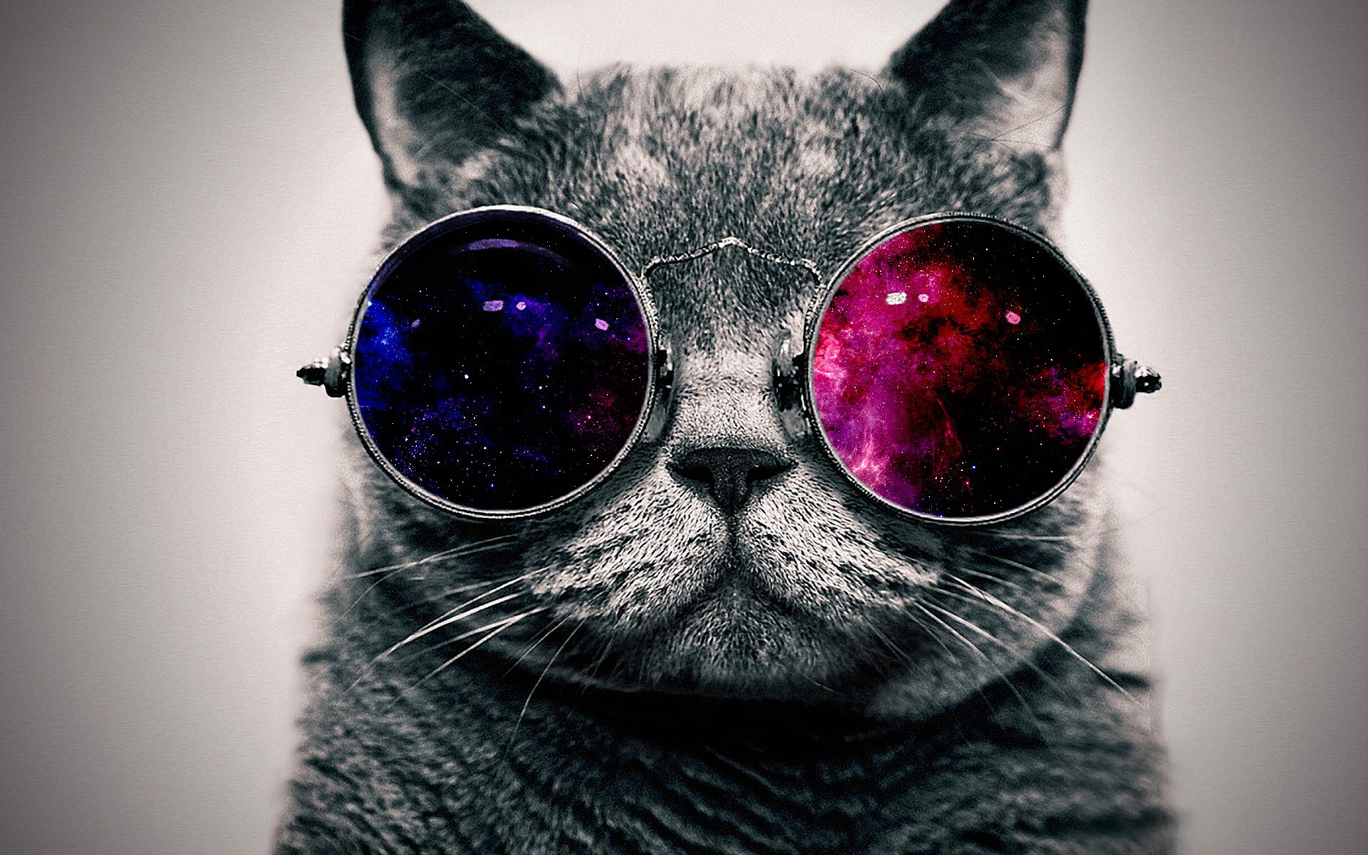 cool-cat